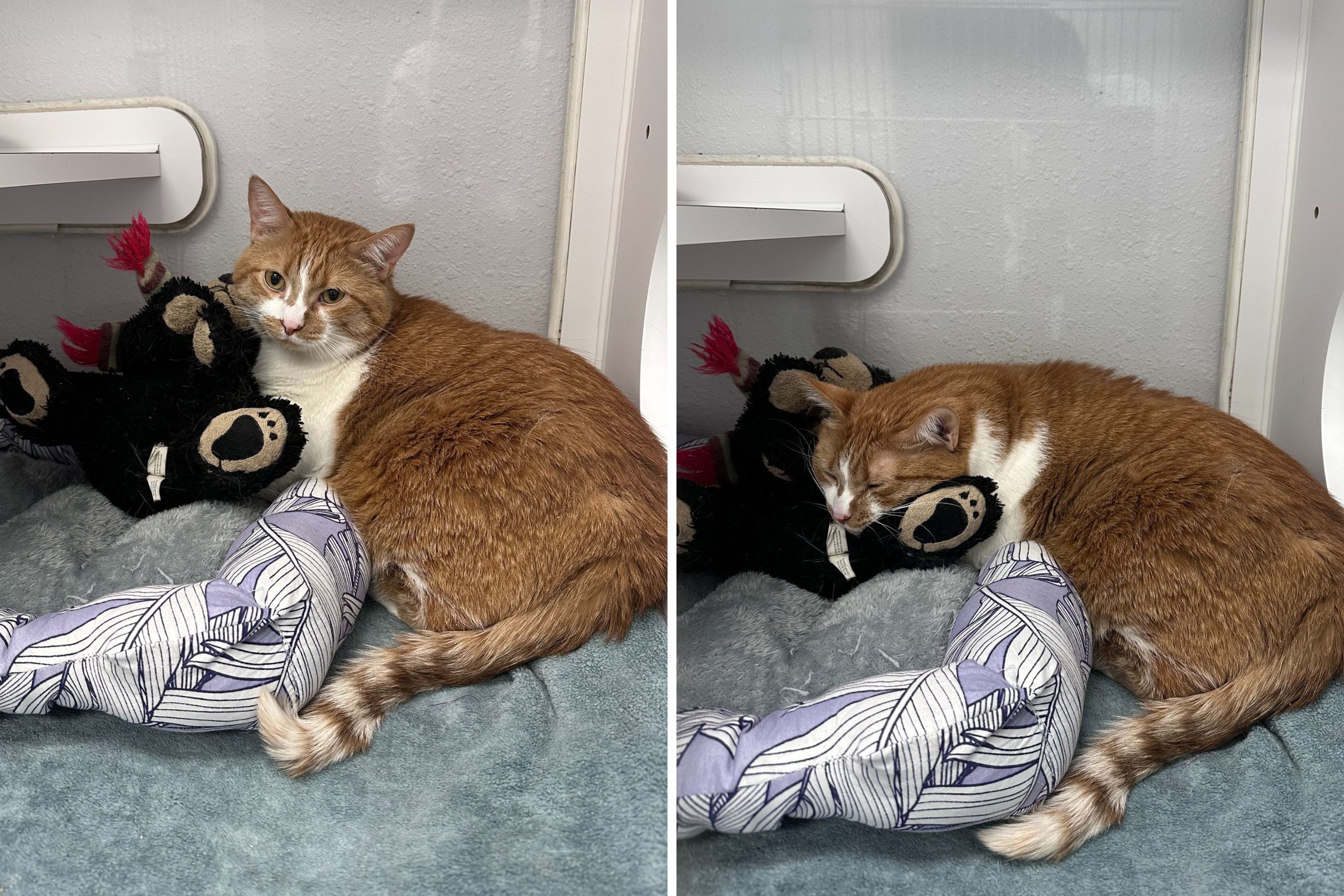 Tears as Cat Surrendered To Shelter With Stuffed Bear, Heartbreaking Note