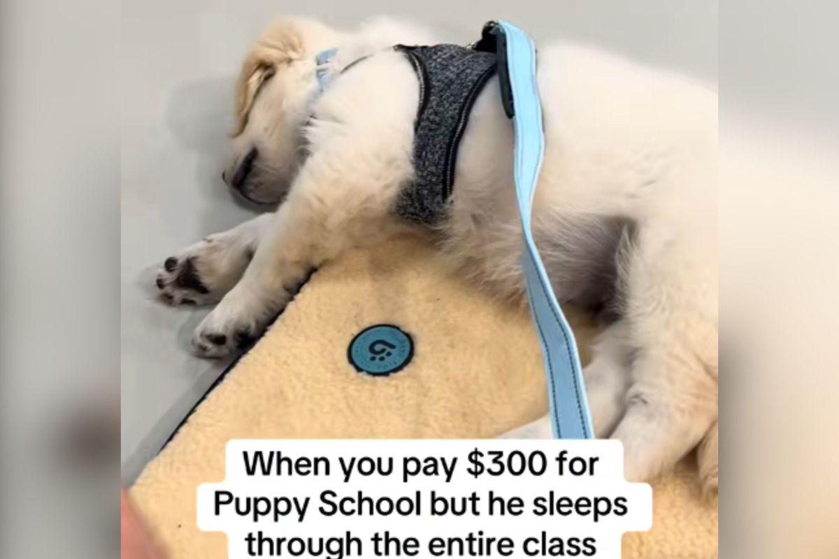 Owners pay $300 for puppy classes, disbelief at what golden retriever does