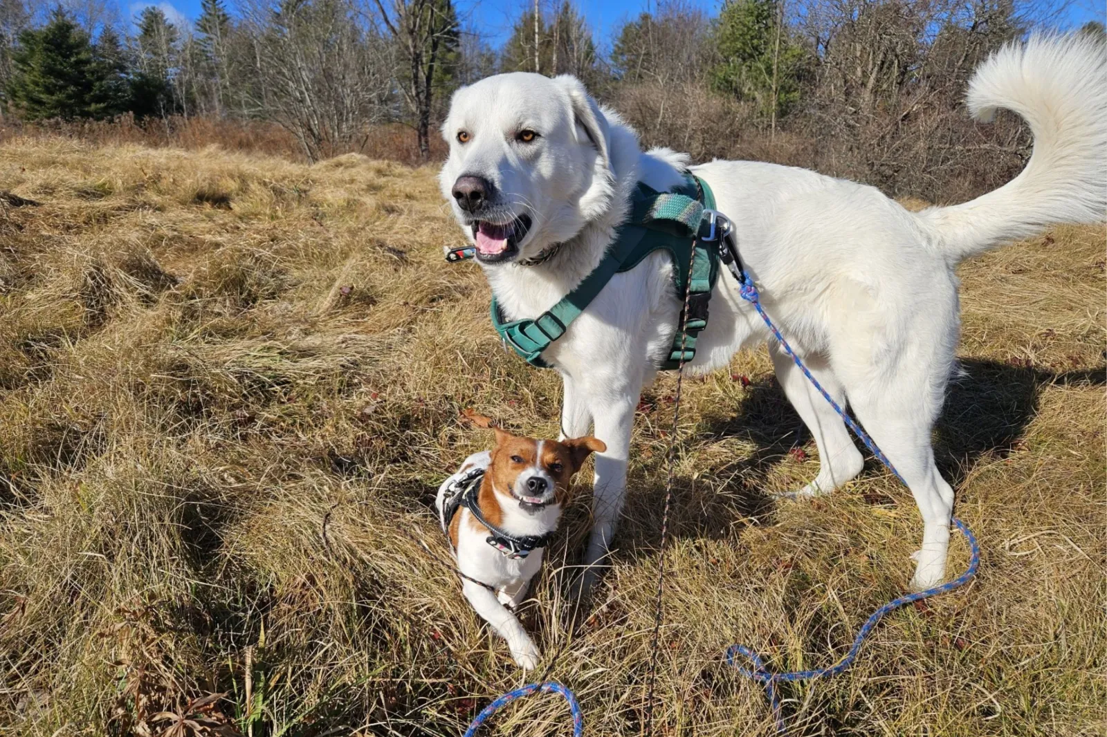 Owner's two dogs on walk