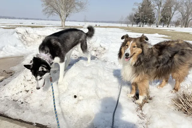 Two dogs playing in snow