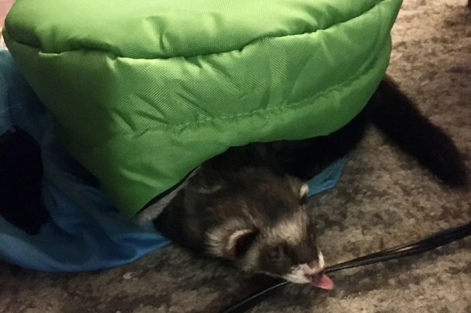 Pet ferret sticking tongue out