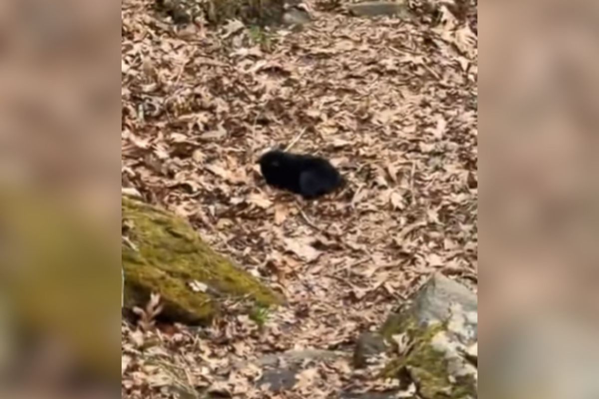 Hikers Find Baby Bear in the Woods, Then Make Horrifying Realization: &lsquo;Run&rsquo;