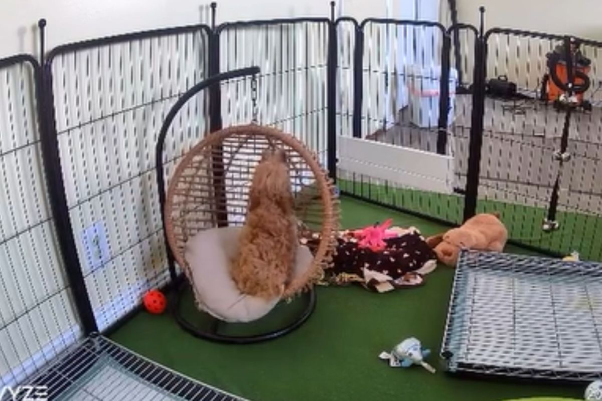 Cavapoo Puppy Cries After Littermates Find Homes—Doesn’t Realize He’s Next
