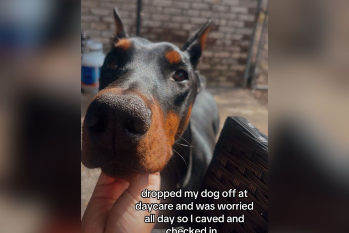 Dono ‘preocupado’ após abandonar cachorro na creche; Em seguida, ela enviou uma mensagem para o local.