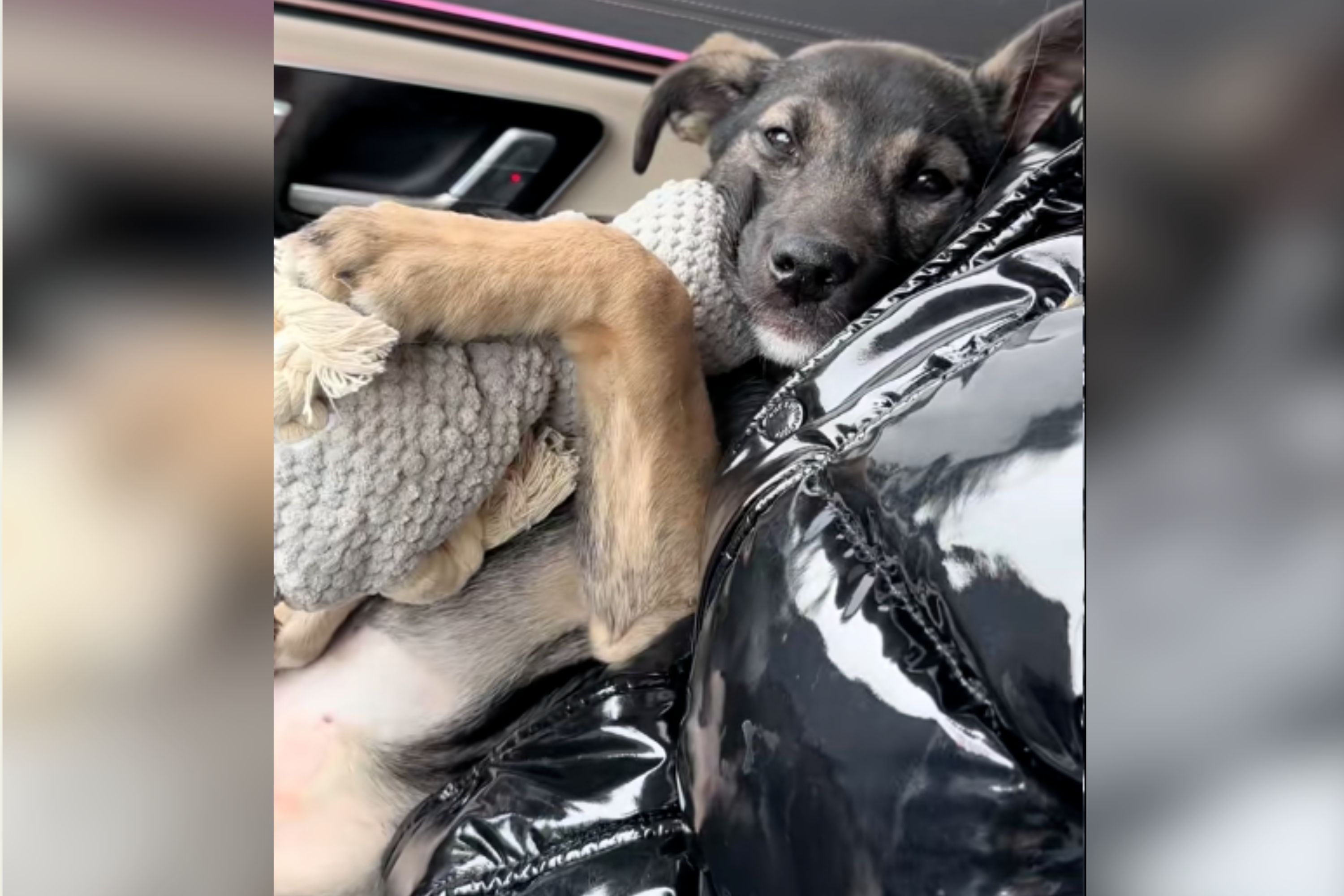 Puppy Undergoes Surgery, Hearts Melt at What Owners Have Waiting for Her