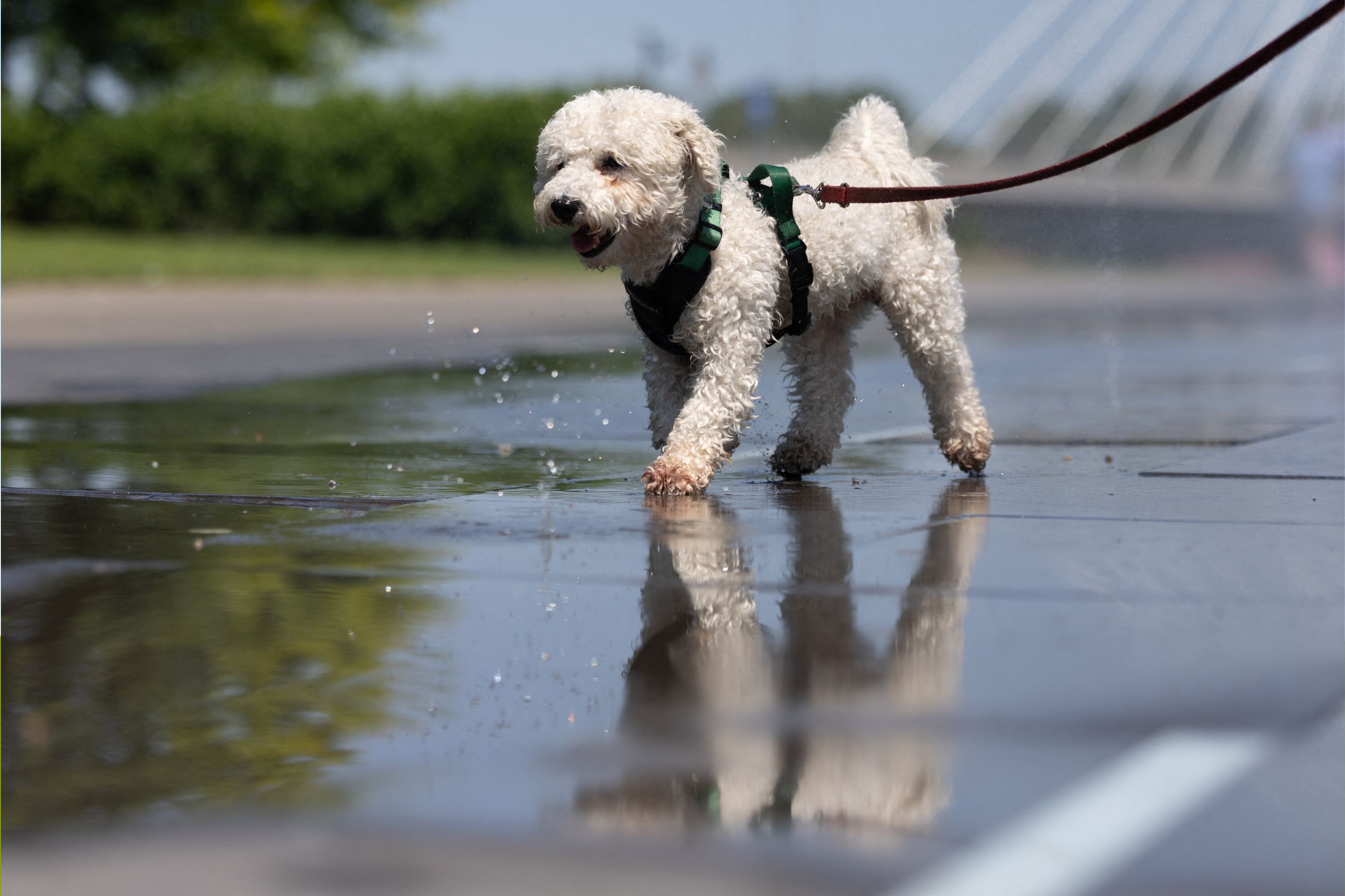 How Hot Is It Too Hot To Walk Your Dog