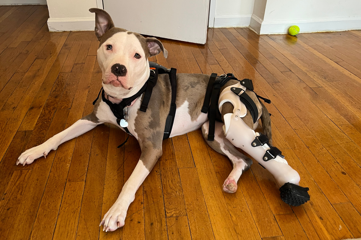 Rescue dog gets her first prosthetic leg—reaction says everything