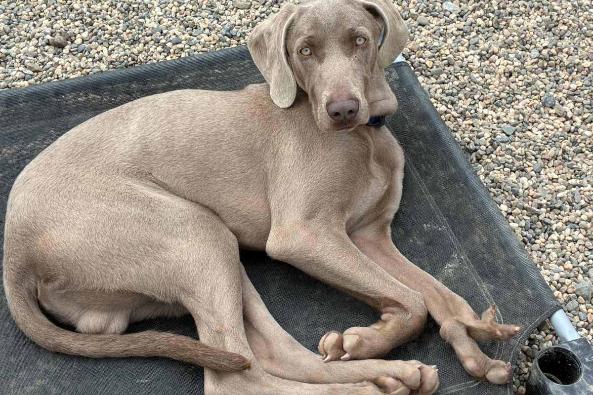 Disabled Weimaraner puppy still waiting for family after street rescue