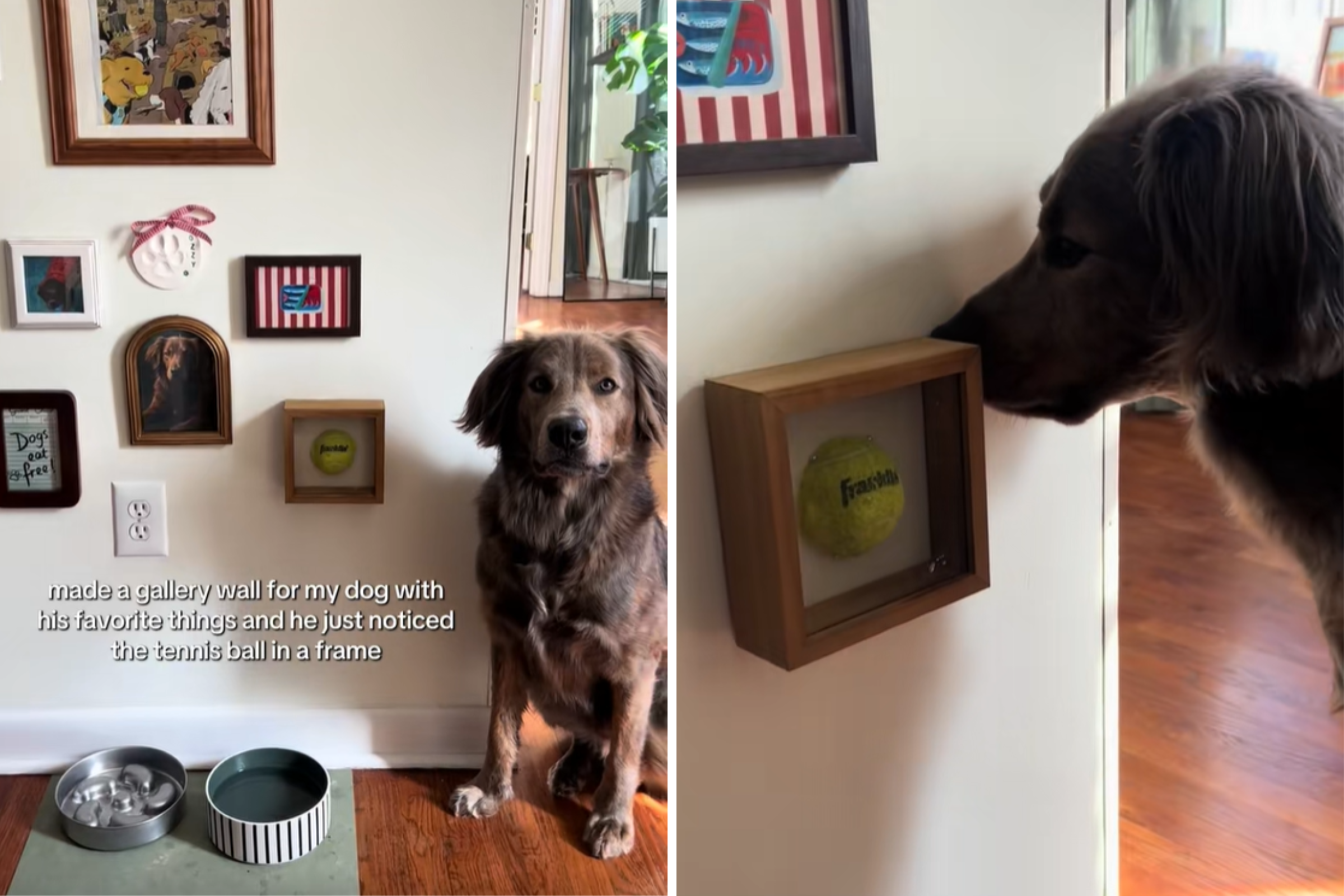 Owner Builds Gallery Wall for Rescue Labrador Mix—Then Reality Hits