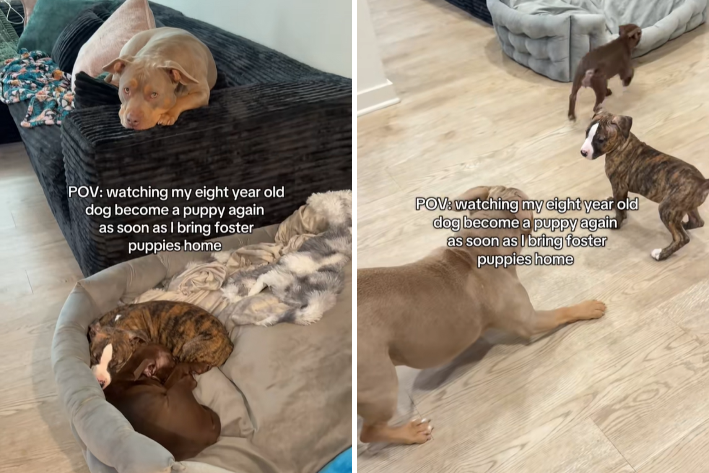 Senior Dog Meets Foster Puppies—What Happens Next Is Everything