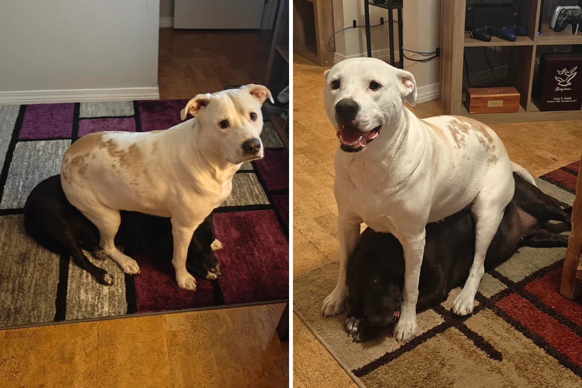 Older Dog Gets Younger Sibling, Owner Stunned by What Followed: &lsquo;Feel Bad&rsquo;