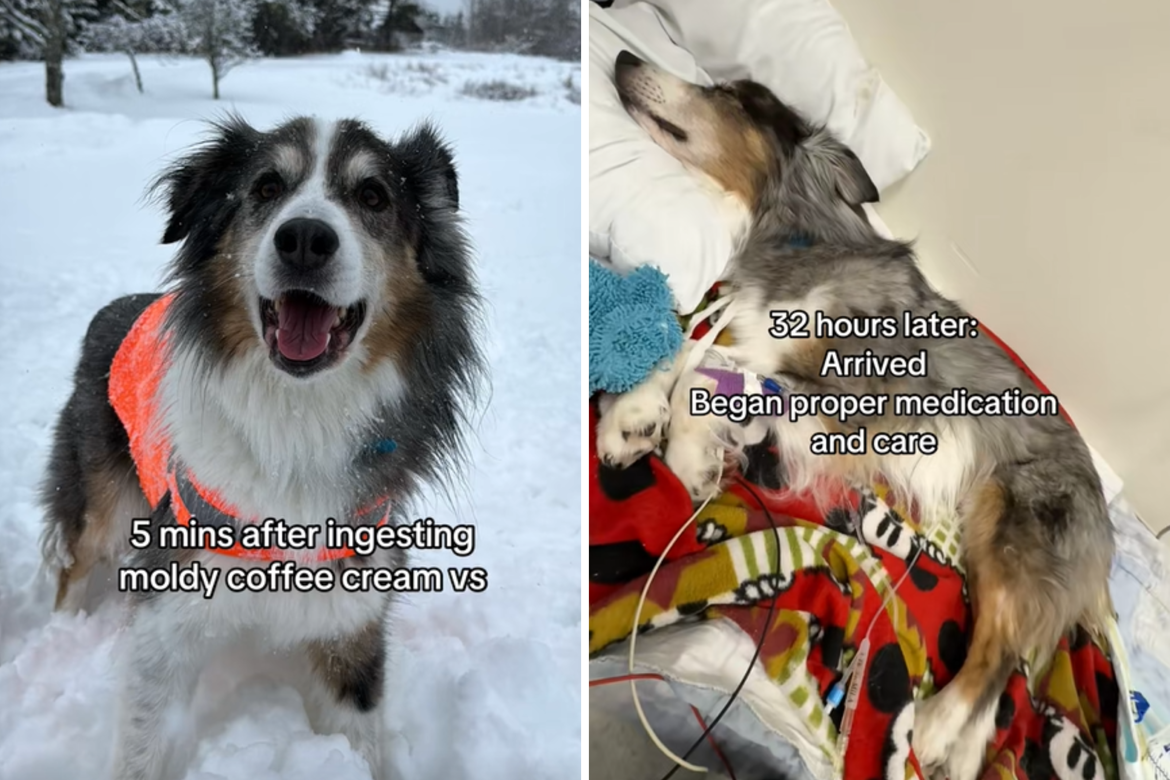 Australian Shepherd Finds Moldy Coffee Creamer—1 Hour Later, Horror Unfolds