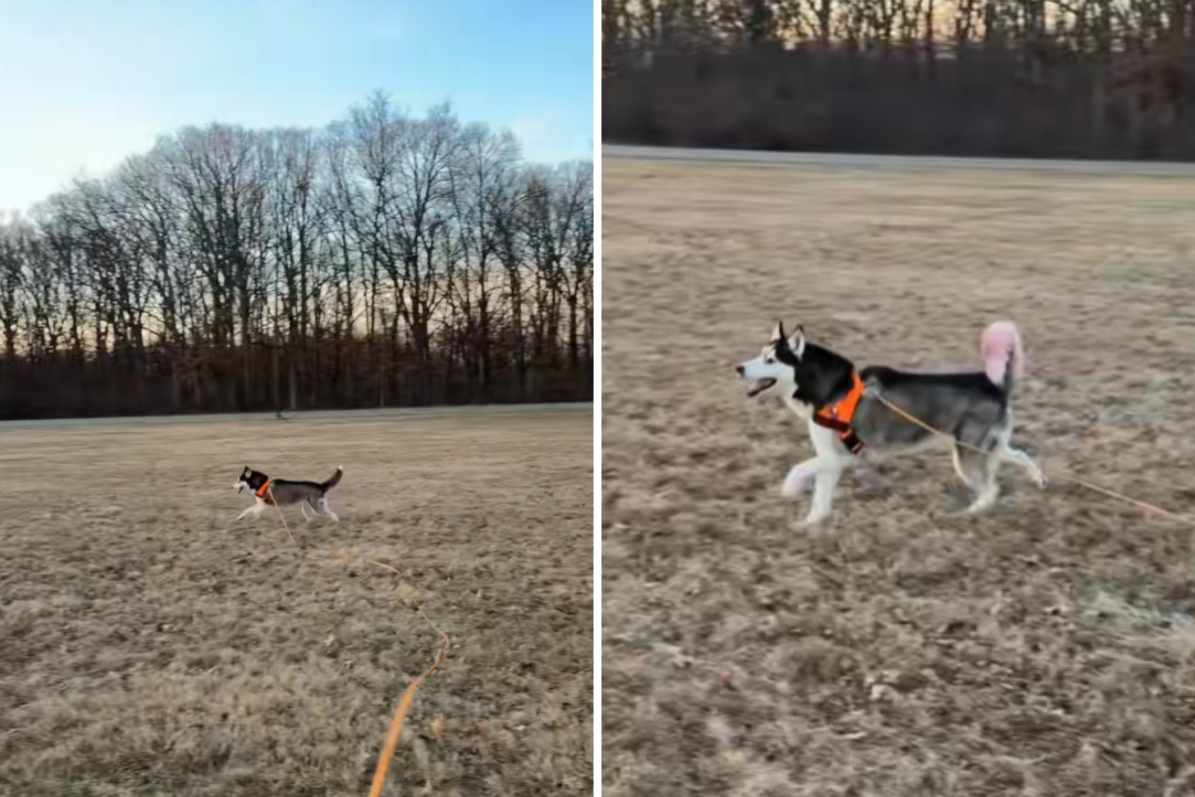 Blind Husky Taught 1 Special Command—What It Means for Freedom Melts Hearts