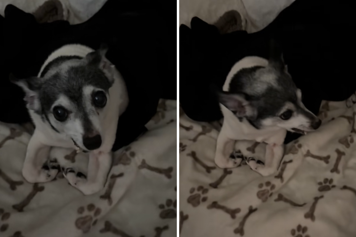 Dad makes it official and adopts daughter’s foster dog—he captures it all