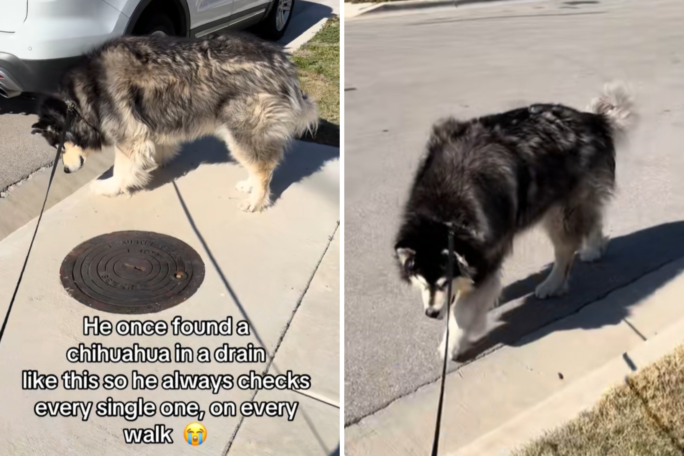 Malamute Checks Every Drain During Daily Walk, Tears Over Unexpected Reason