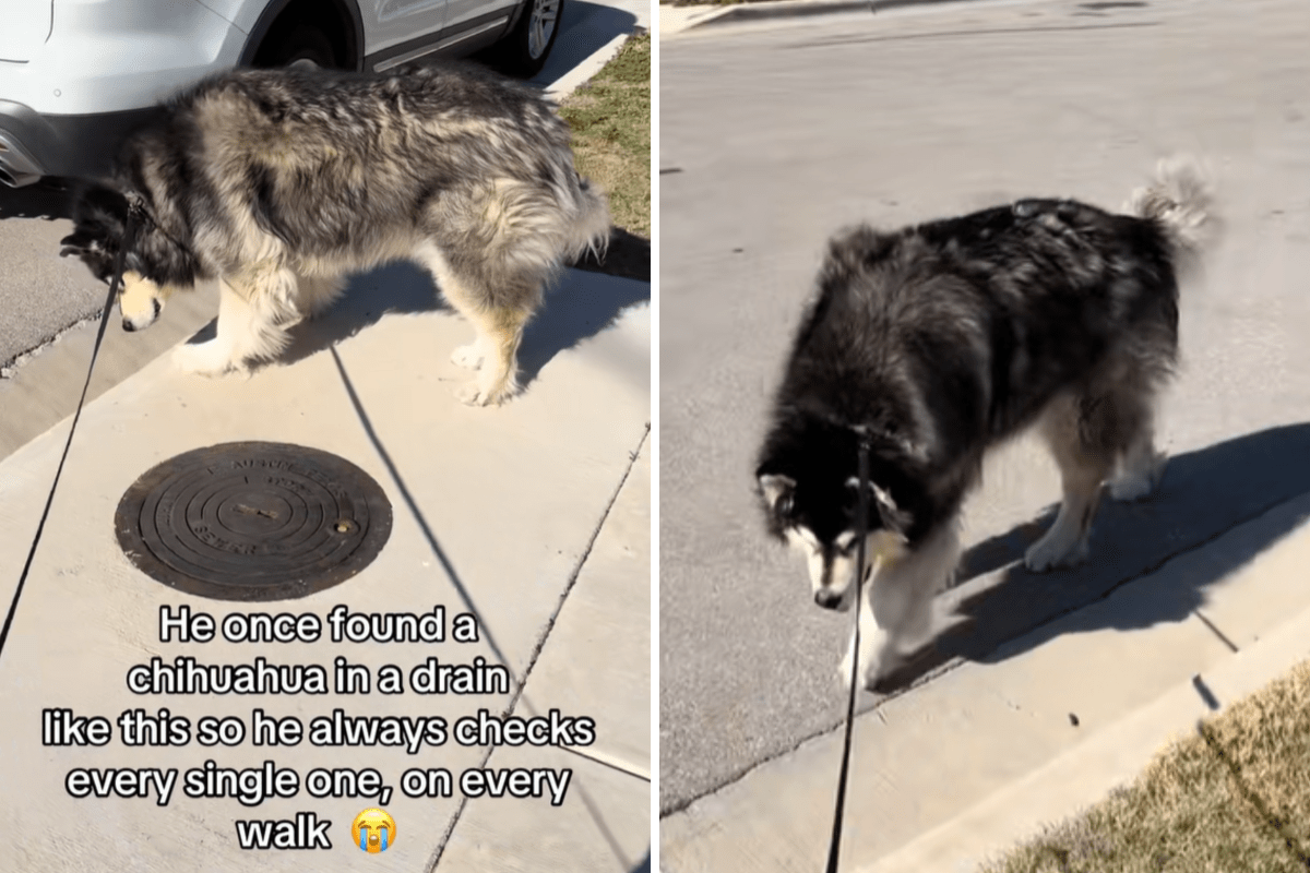 Malamute checks every drain during daily walk, tears over unexpected reason