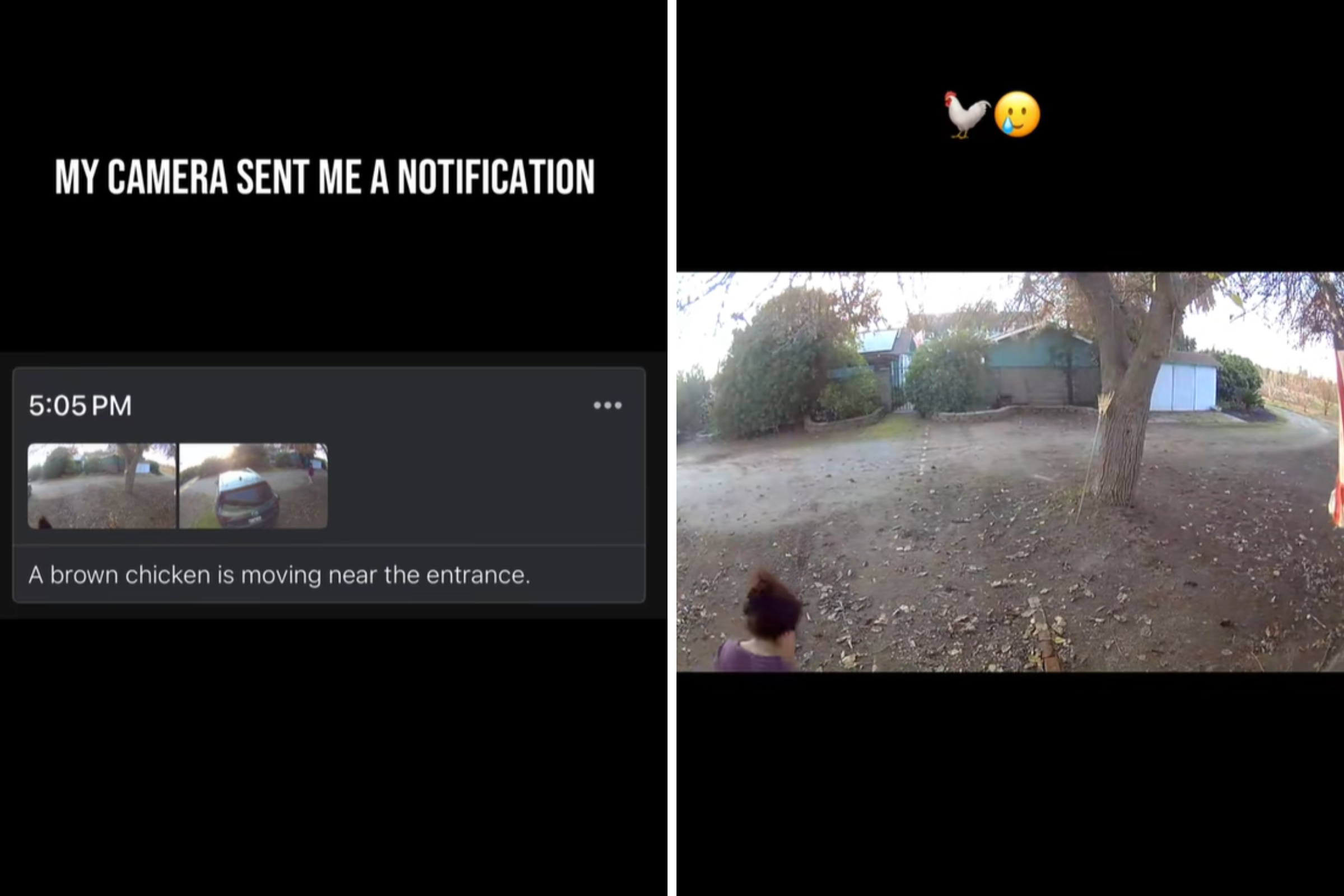 Door Cam Alerts Over ‘Brown Chicken’ on Front Yard—Hysterics Over Reality