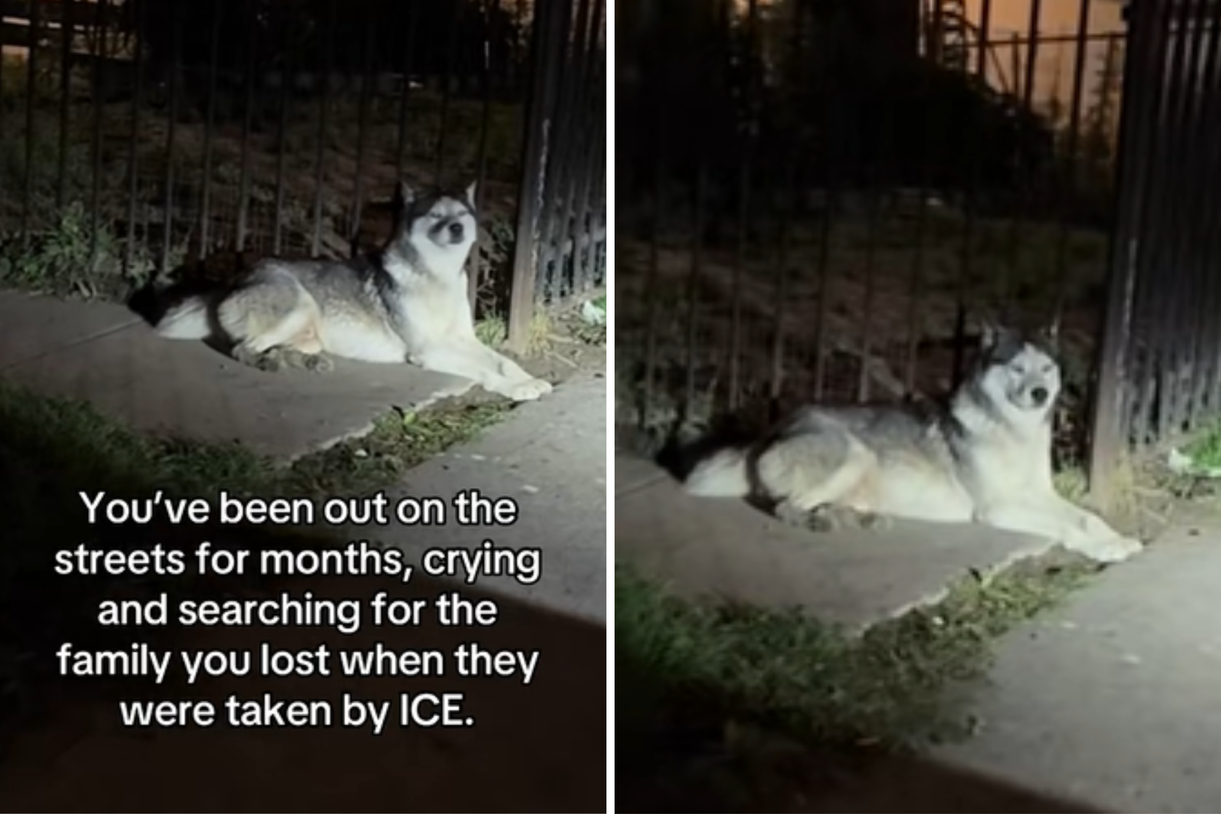 Husky Waits for Family To Return After ICE Raid, Reality Breaks Hearts