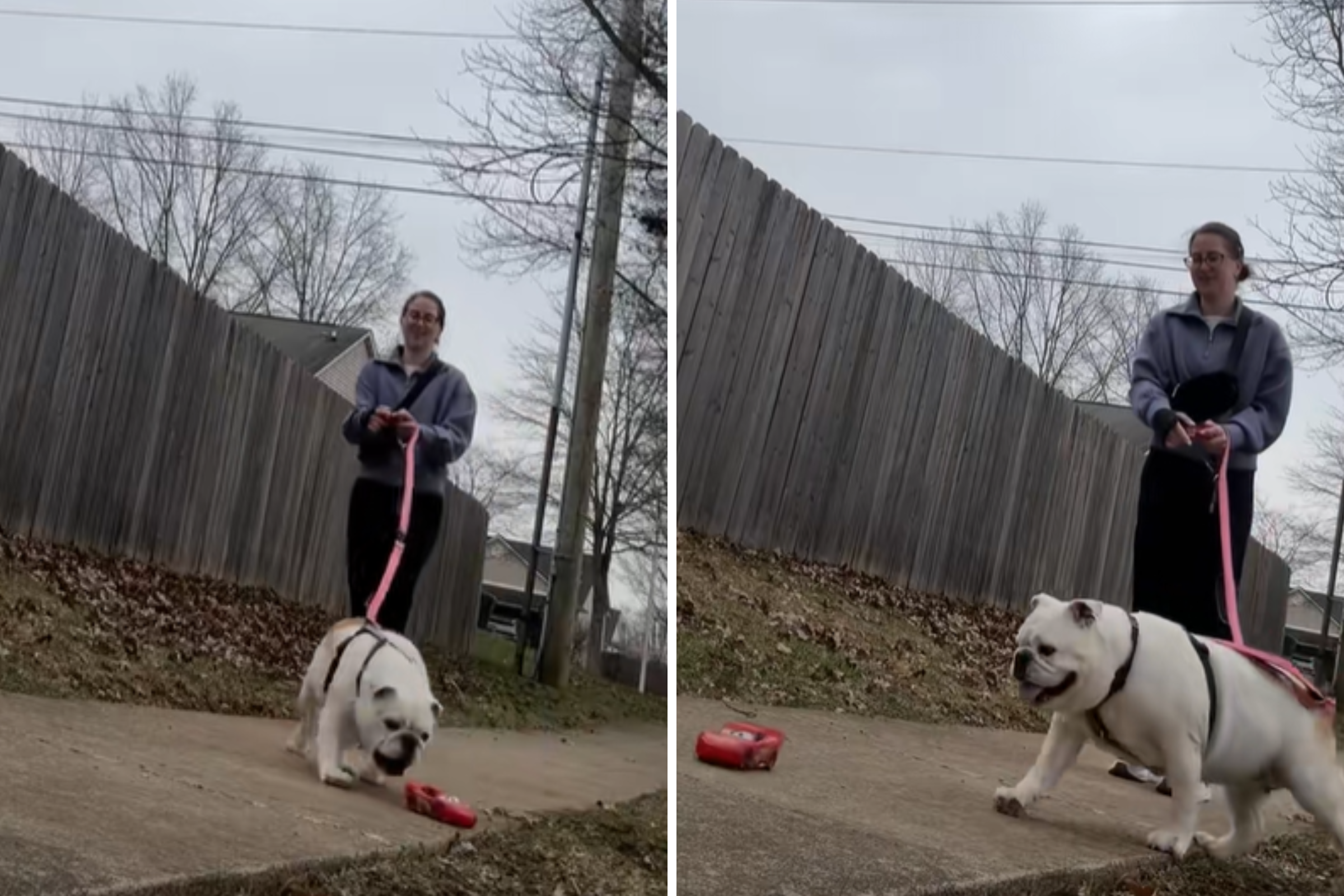 Senior Bulldog Refuses To Walk—Owner’s Unexpected Idea Changes Everything