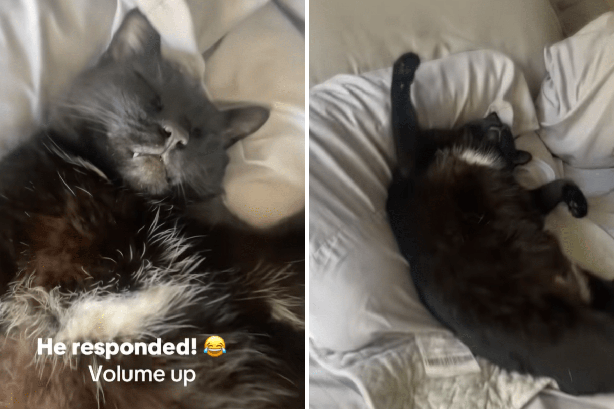 Owner unprepared for how she finds black cat sleeping: "finders keepers"