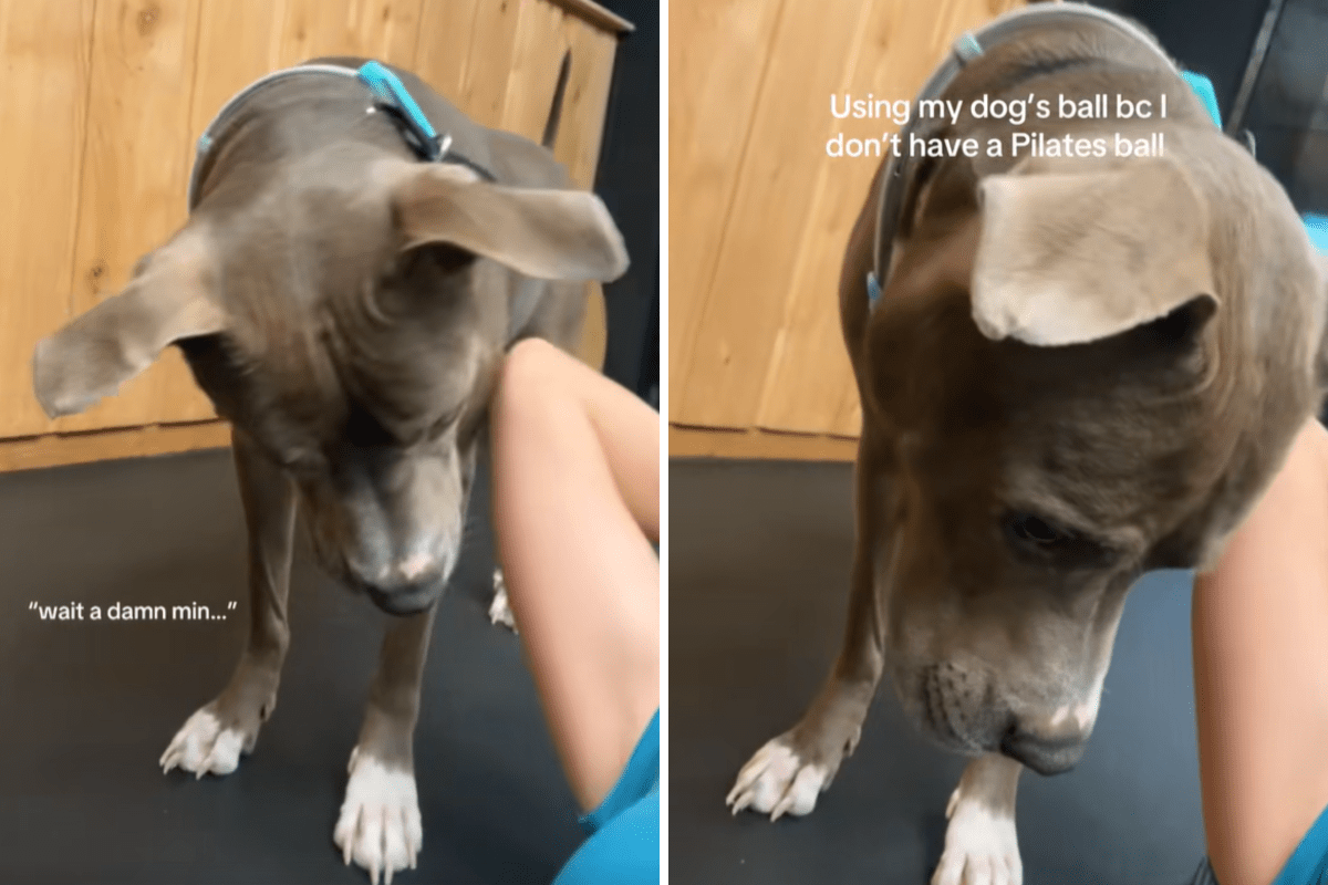 Pit Bull Not Impressed With Owner’s Pilates Technique, Hysterics Over Why