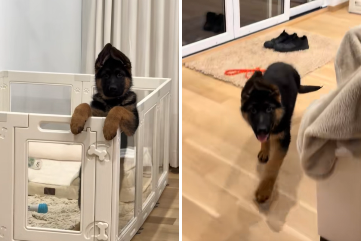 Owner takes picture of German shepherd puppy—then the unexpected happens