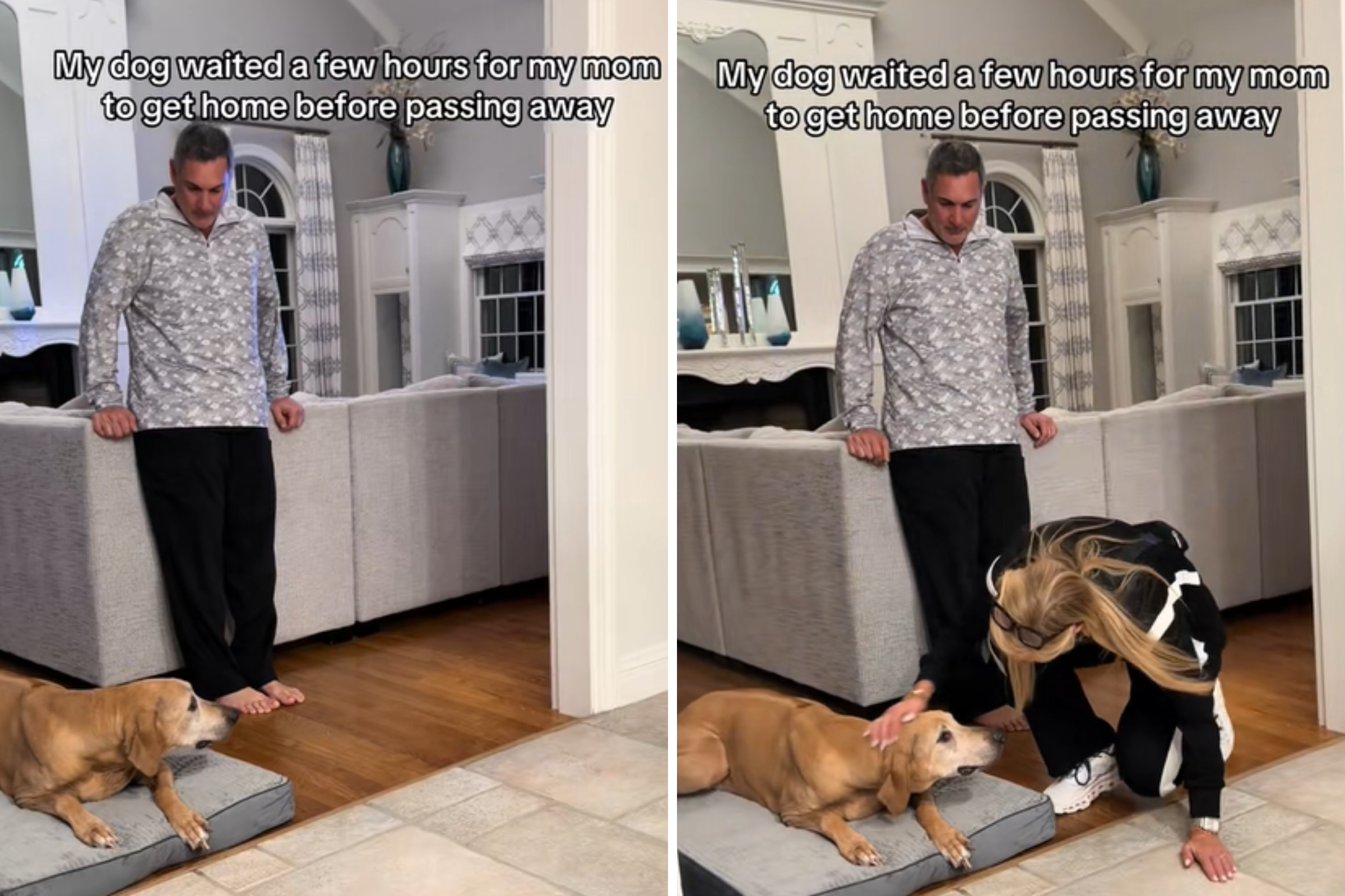 Tears As Dog Waits for Owner To Return Before Heartbreaking Final Goodbye