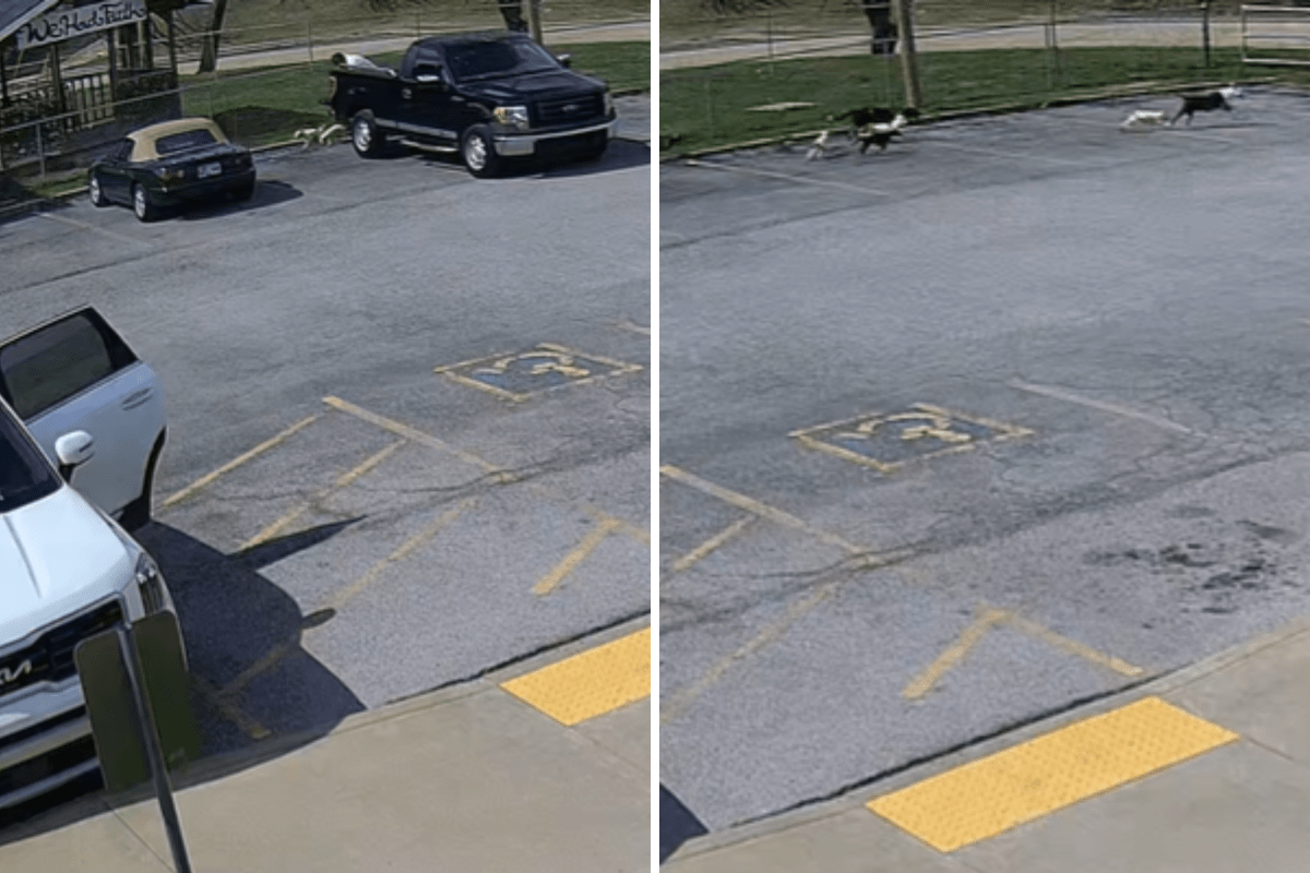 CCTV captura cachorro abandonado fora da unidade de resgate antes que o dono saísse correndo