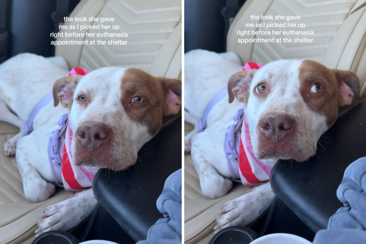 Tears Over &lsquo;The Look&rsquo; Dog Gives Rescuer After Being Saved From Euthanasia
