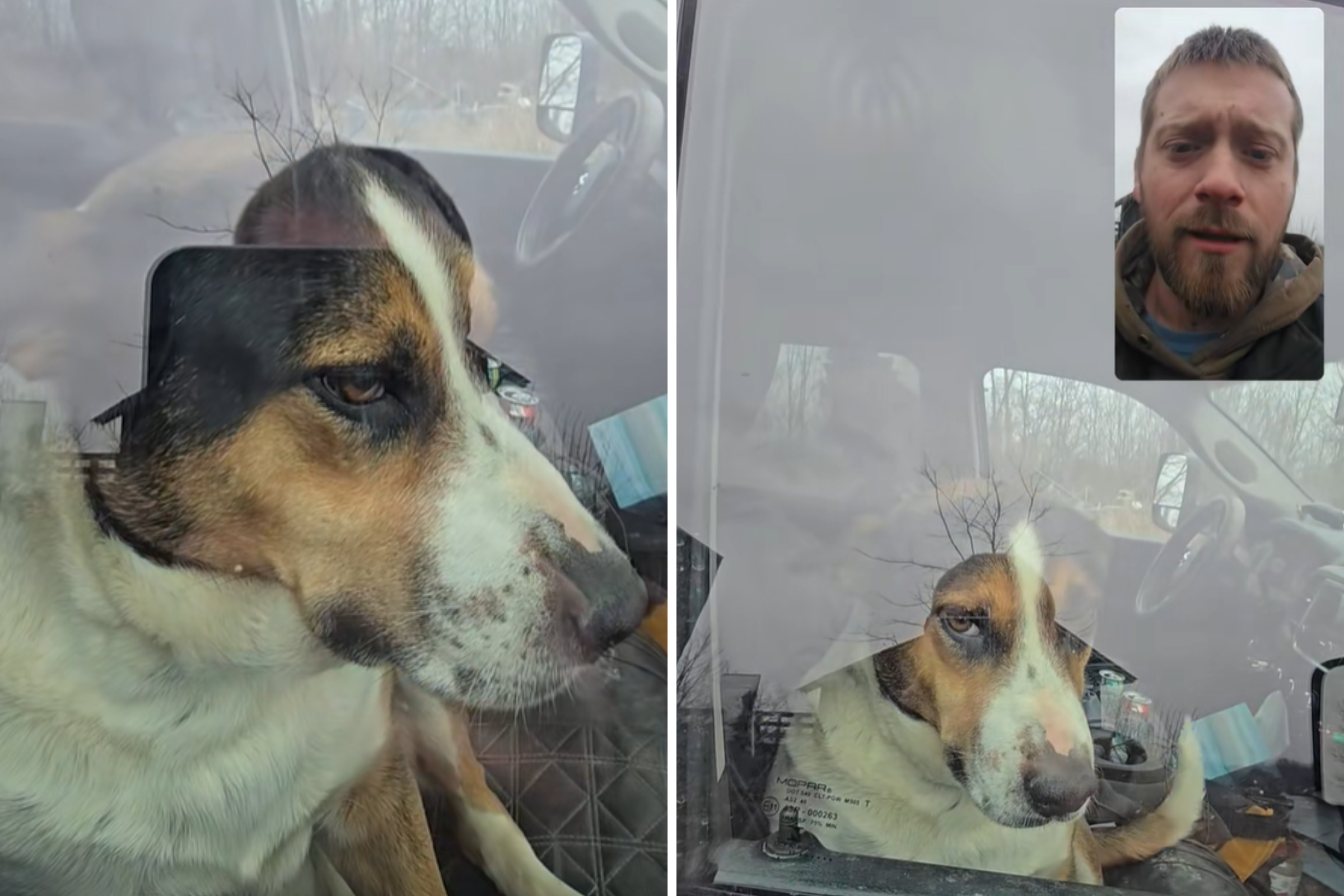 Hysterics As Border Collie Mix Locks Owner out of Car—Shows Zero Remorse