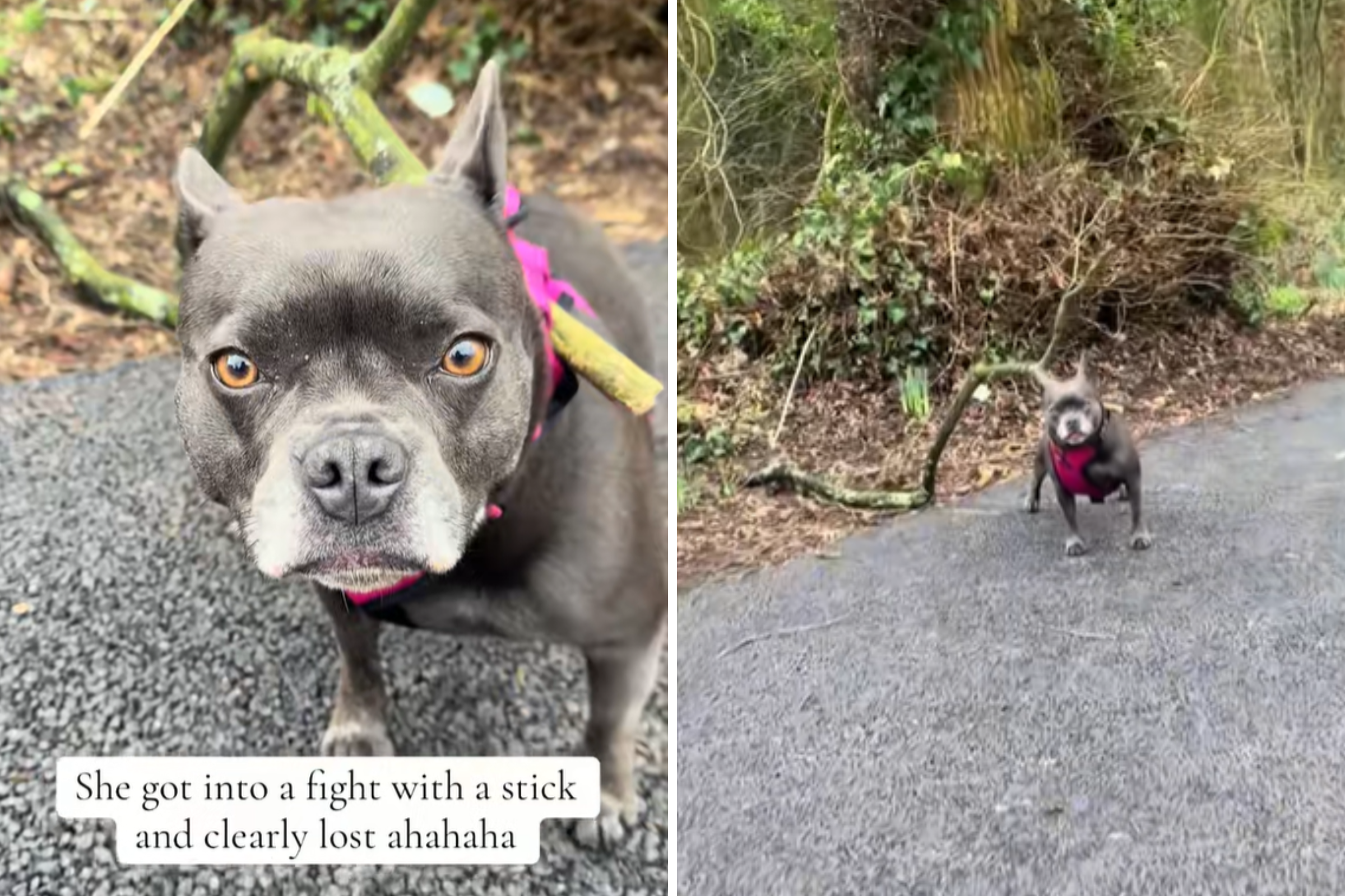Frenchie Mix Gets Into a Fight With Stick, There Was Only One Clear Winner
