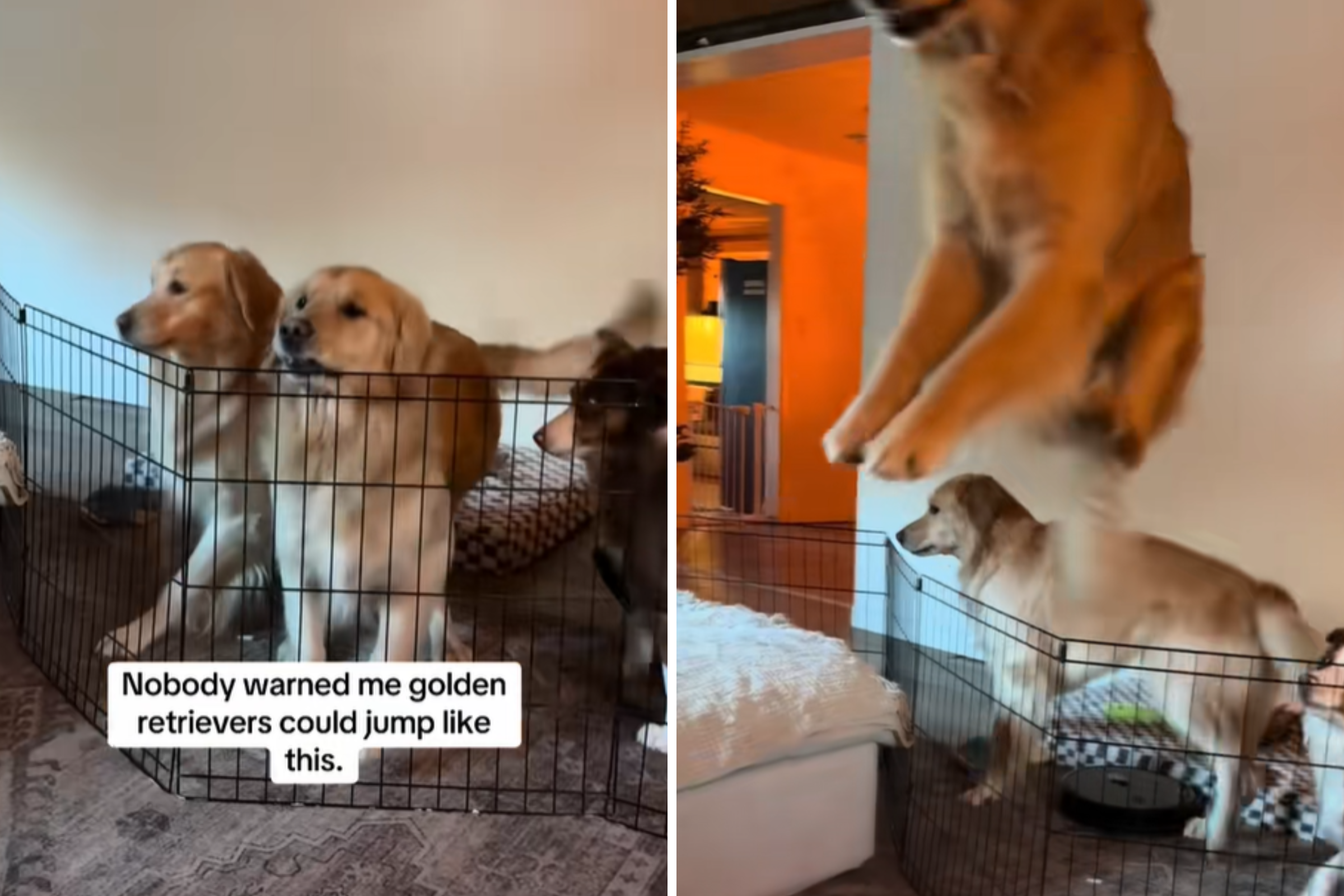 Golden Retriever Masters New Trick Owner Wasn’t Ready for—‘Olympic Event’
