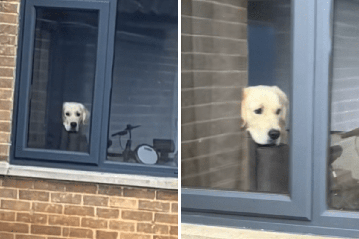 Golden Retriever's Heart-Wrenching Farewell: A Love Story Unfolds