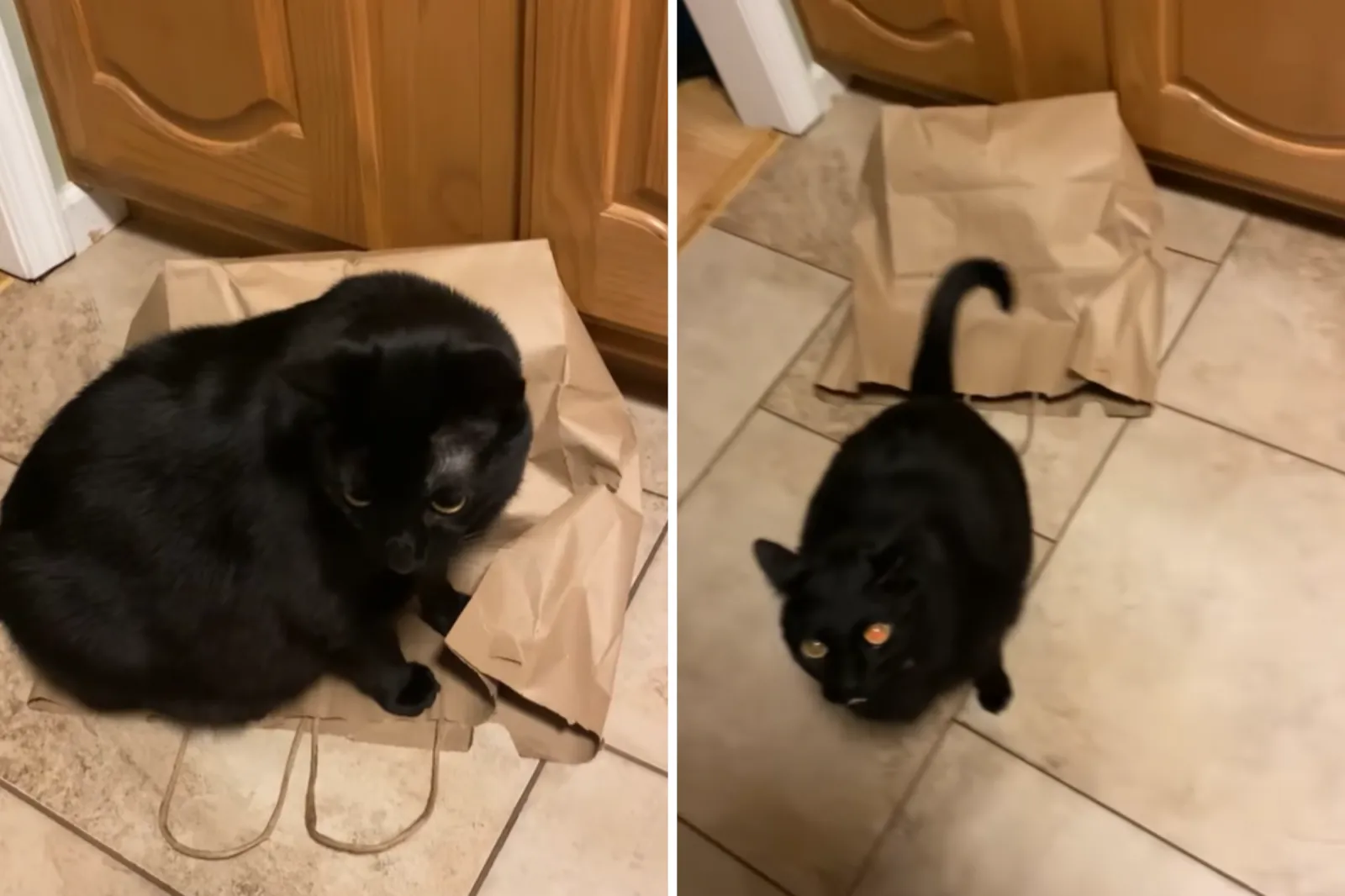 Cat Has Enough of Sibling's Antics, Hysterics Over How He Enacts
