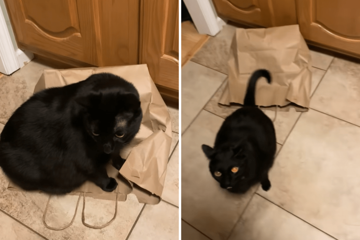Cat has enough of sibling’s antics, hysterics over how he enacts revenge