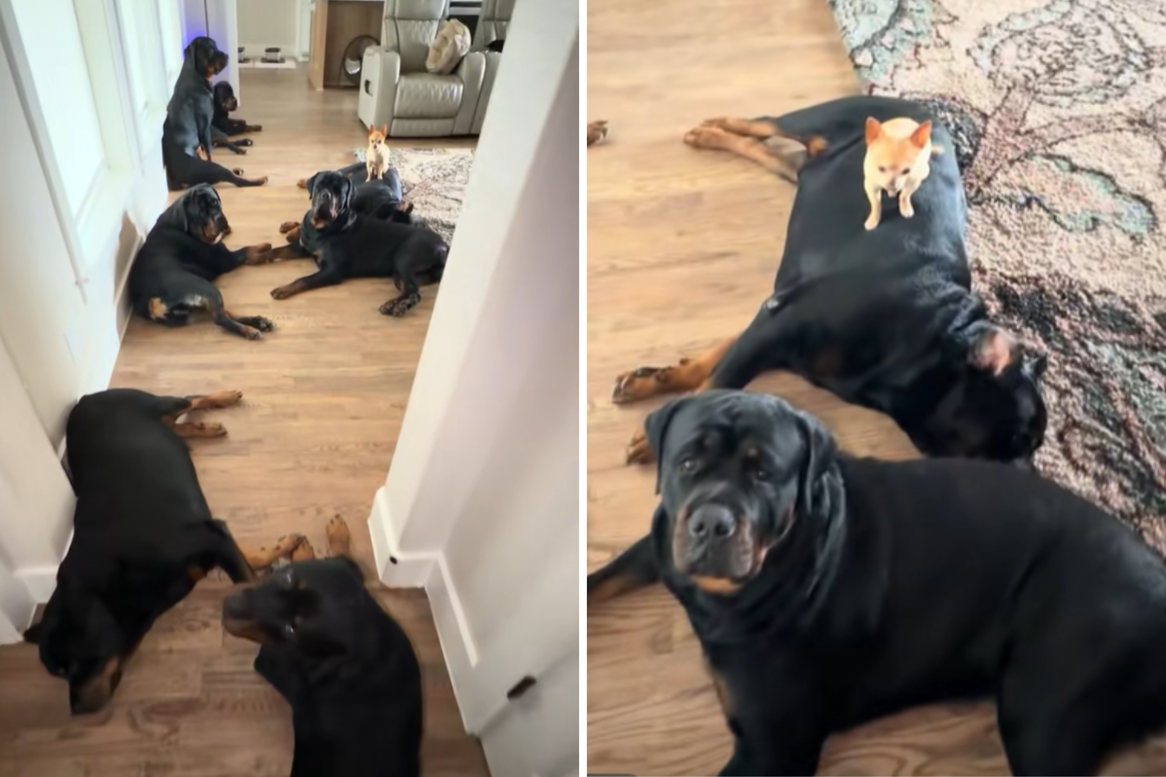 Internet Obsessed With Chihuahua Living With 9 Rottweilers: ‘The Captain’
