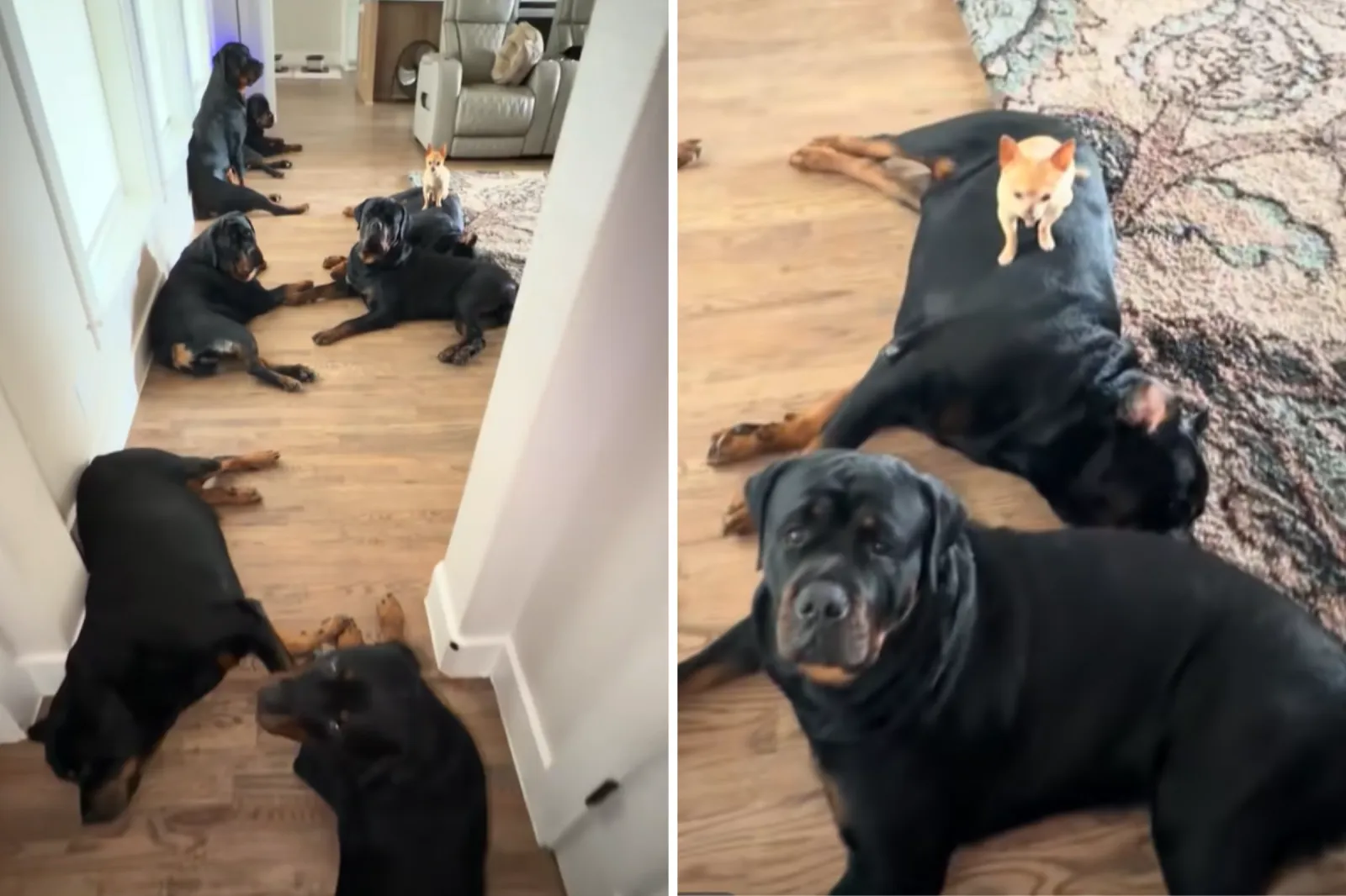 Internet Obsessed With Chihuahua Living With 9 Rottweilers: ‘The ...