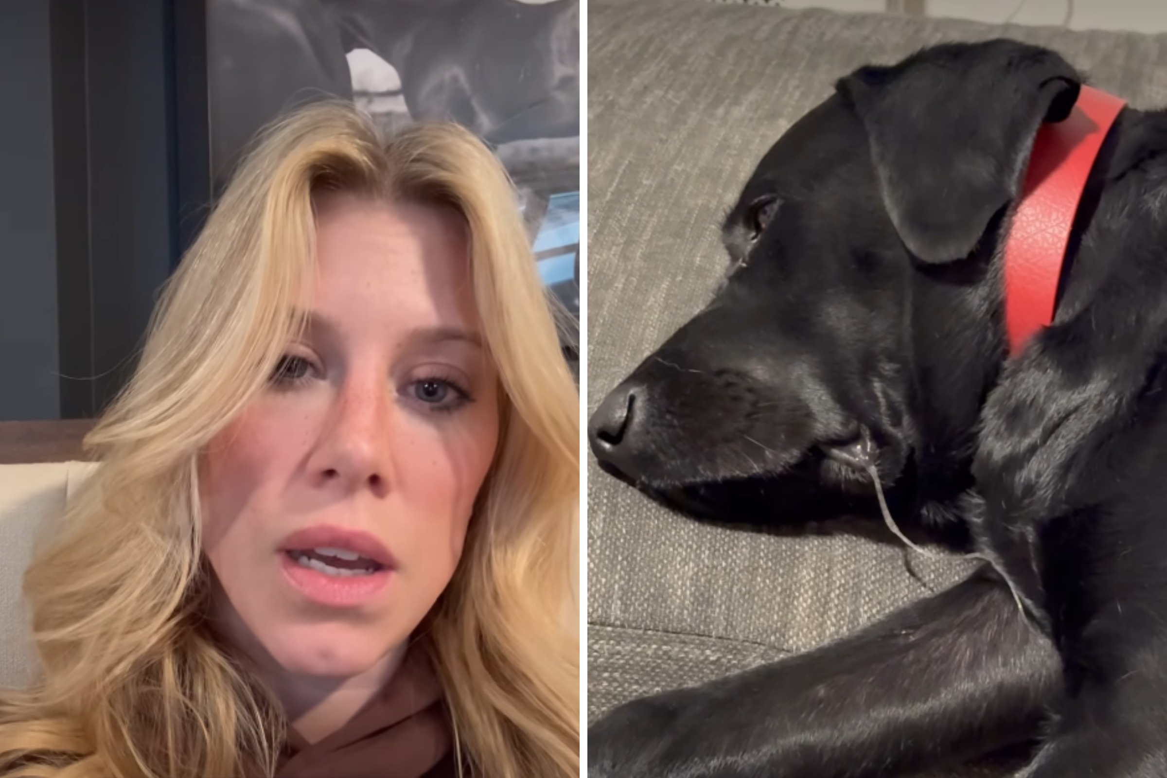 Woman Pays $500 for Pet Sitter—Returns to Horror Scene