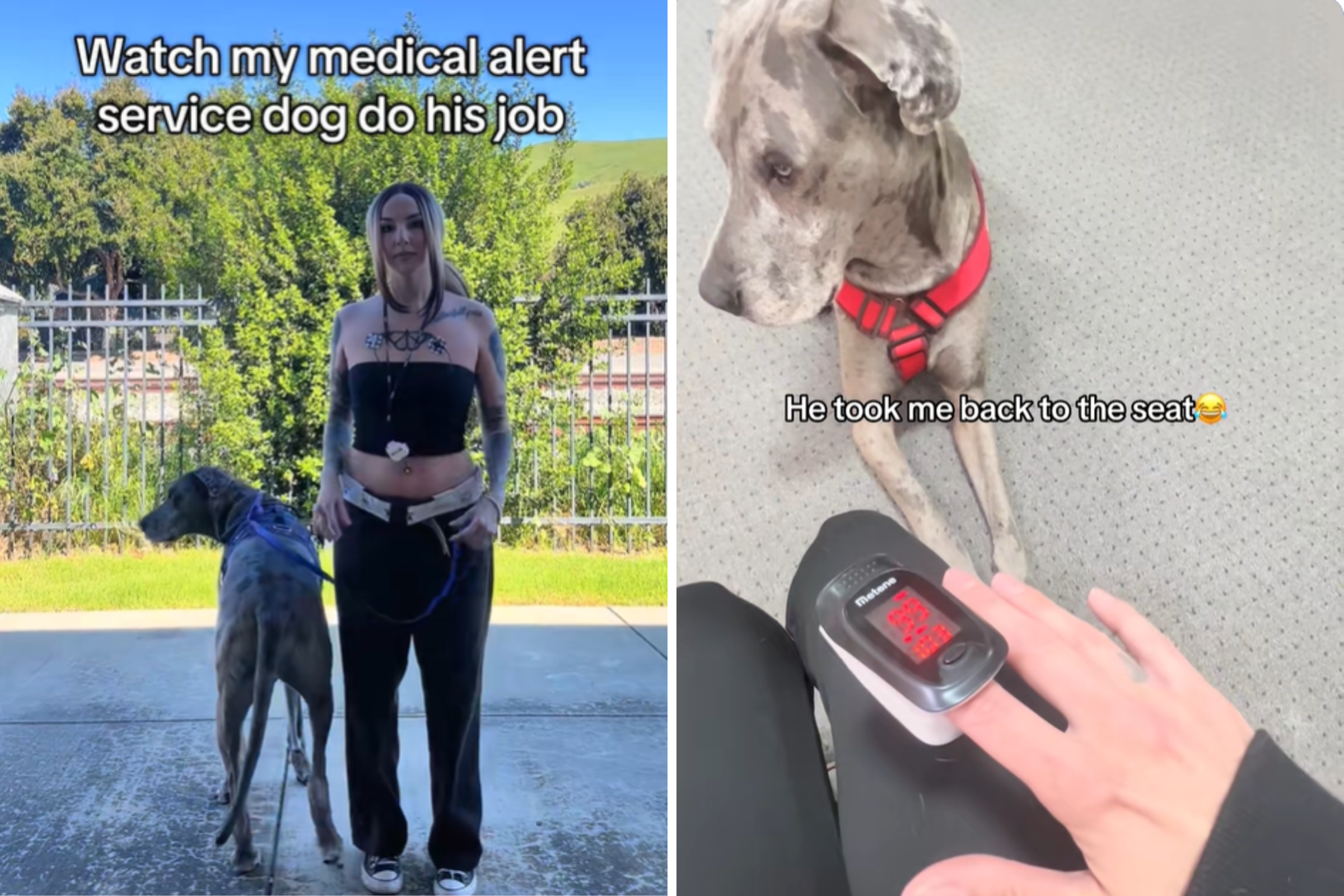 Service Great Dane Does ‘The Unthinkable’ by Facing His Fear To Help Owner