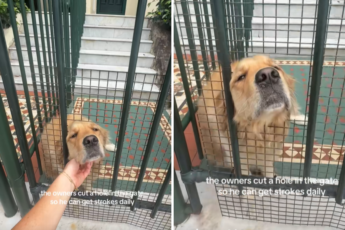 Golden Retriever loves greeting strangers, what owners do next melts hearts