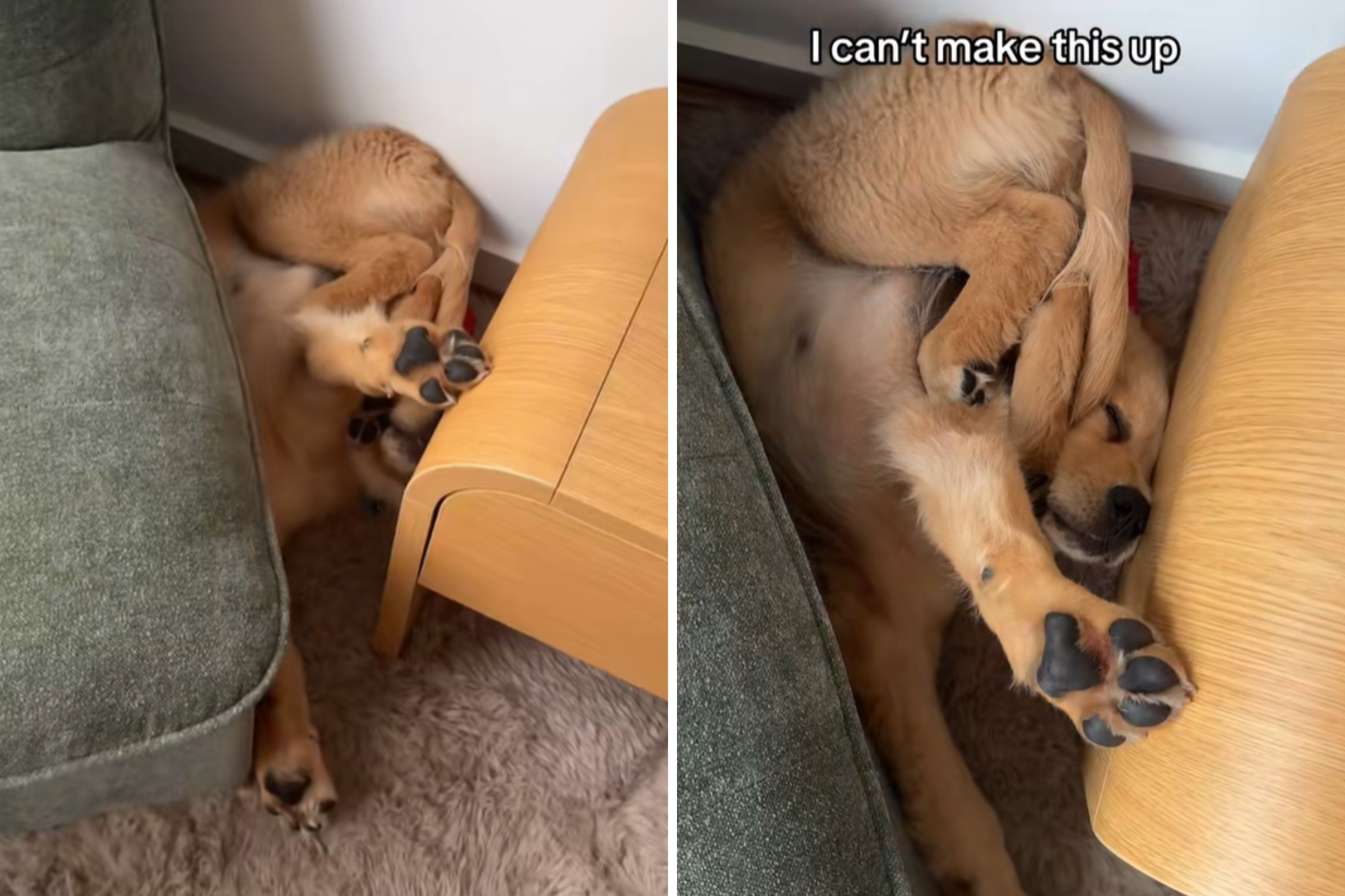Golden Retriever Puppy Falls off Chair—Hysterics at Where Owner Finds Him