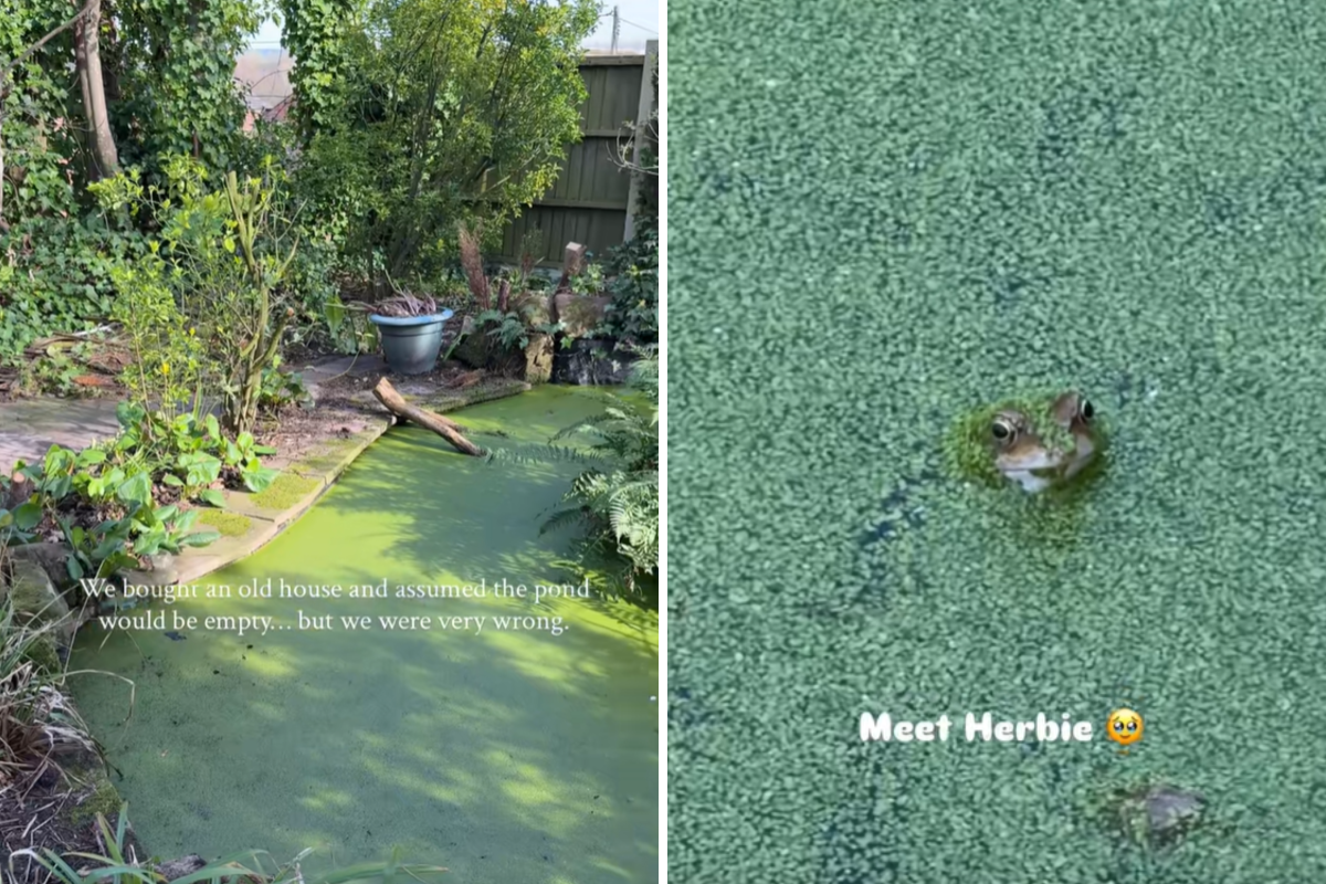 Couple Buy Old Home, Then Discover Something Unexpected in Backyard