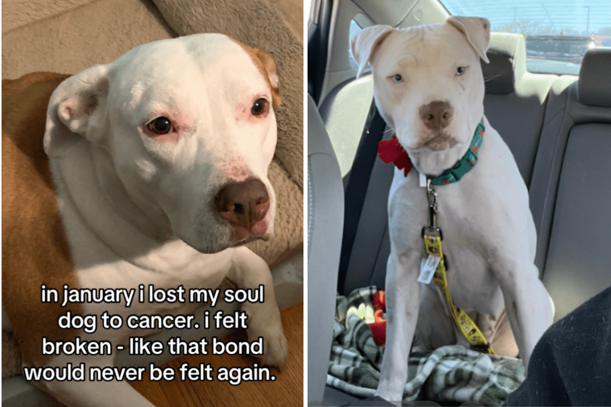 Man grieving pit bull sees similar dog on kill list, he knows what to do