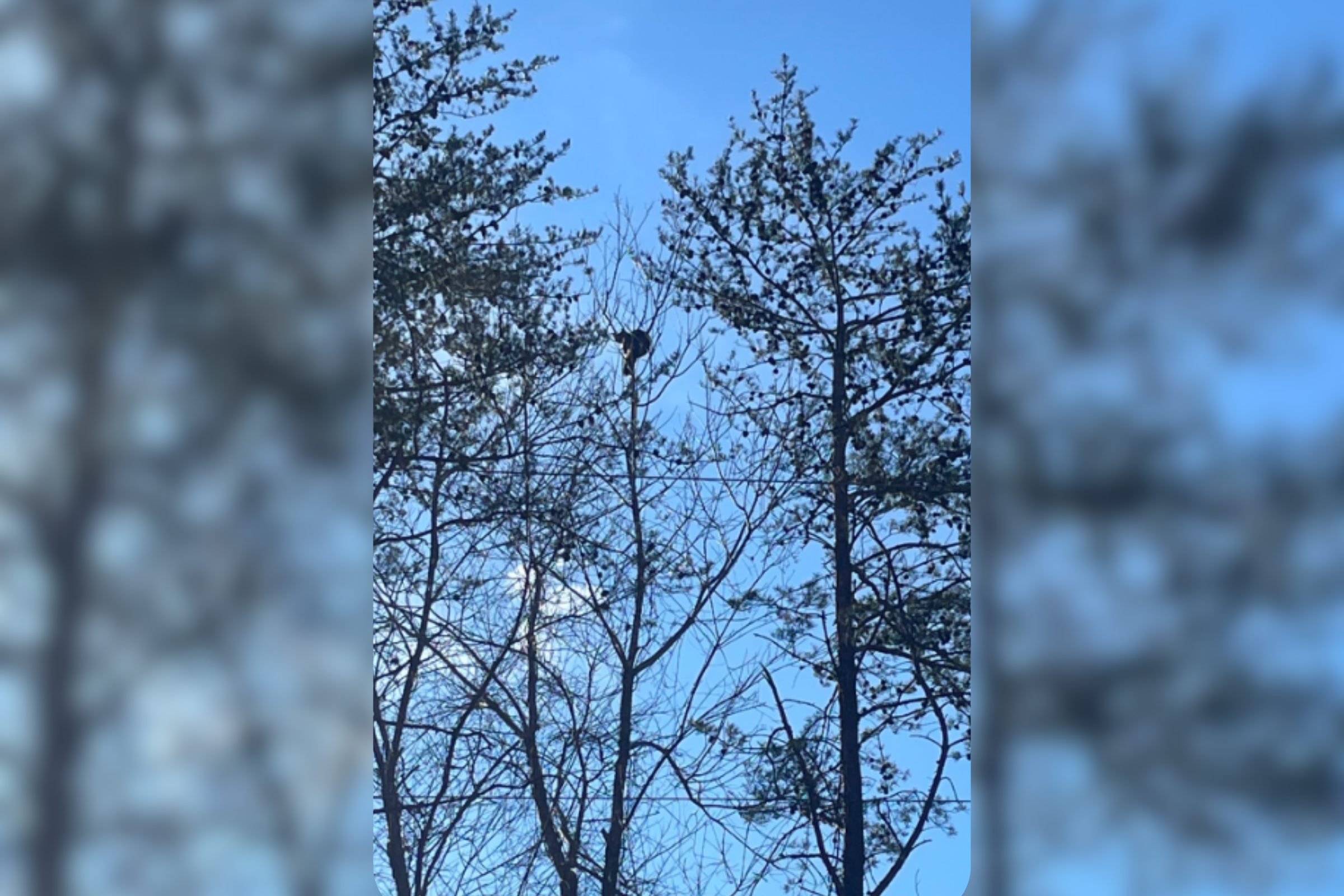 Owner Takes Anxious Cat for Outdoor Walk, Horror at What Happens Next