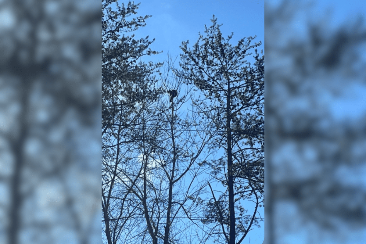 Owner Takes Anxious Cat for Outdoor Walk, Horror at What Happens Next