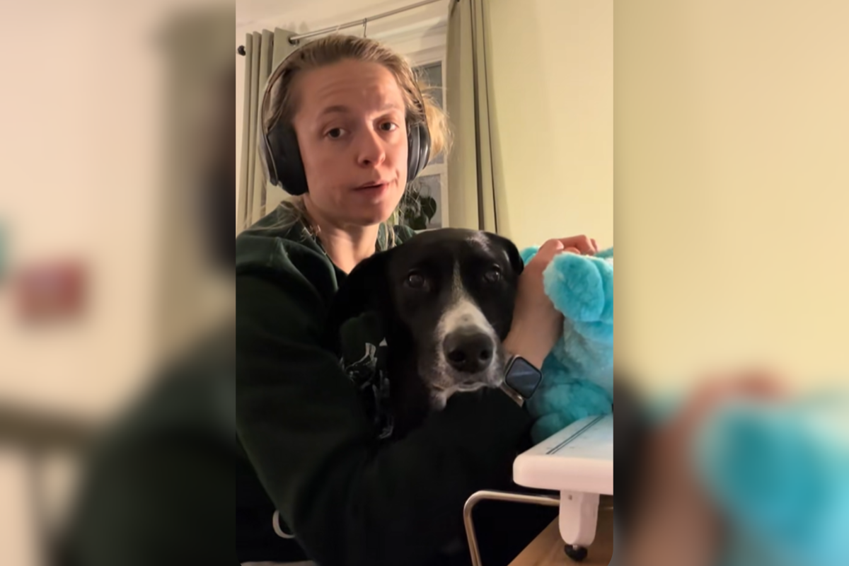 Rescue dog has adorable requests whenever their owner starts sewing