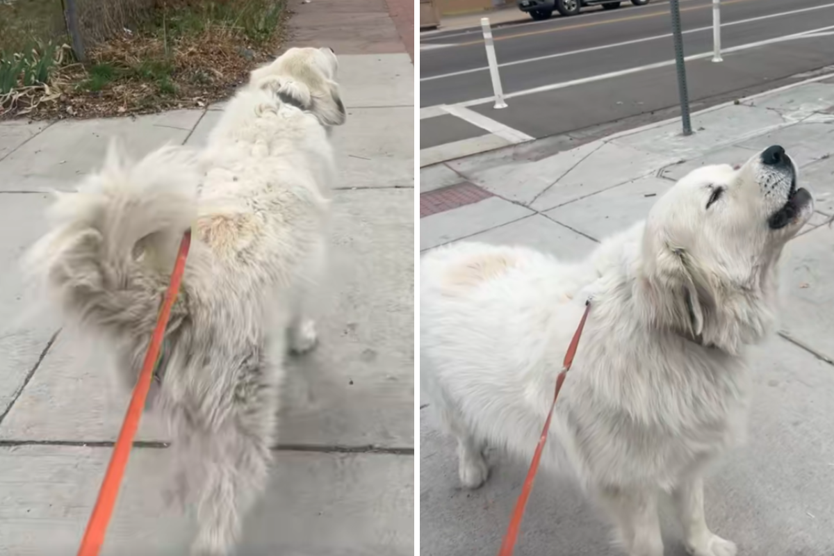 Great Pyrenees Hears Nearby Siren on Walk, Hysterics Over How He Reacts