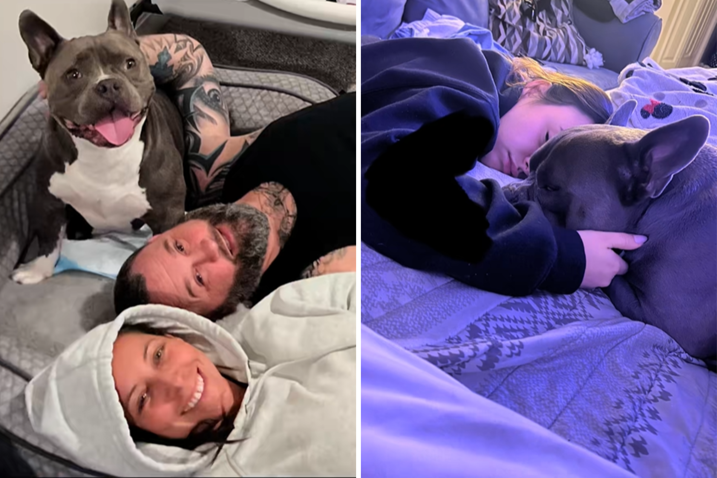 Dog Suddenly Becomes Paralyzed, What Owner Does for 8 Months Is Everything