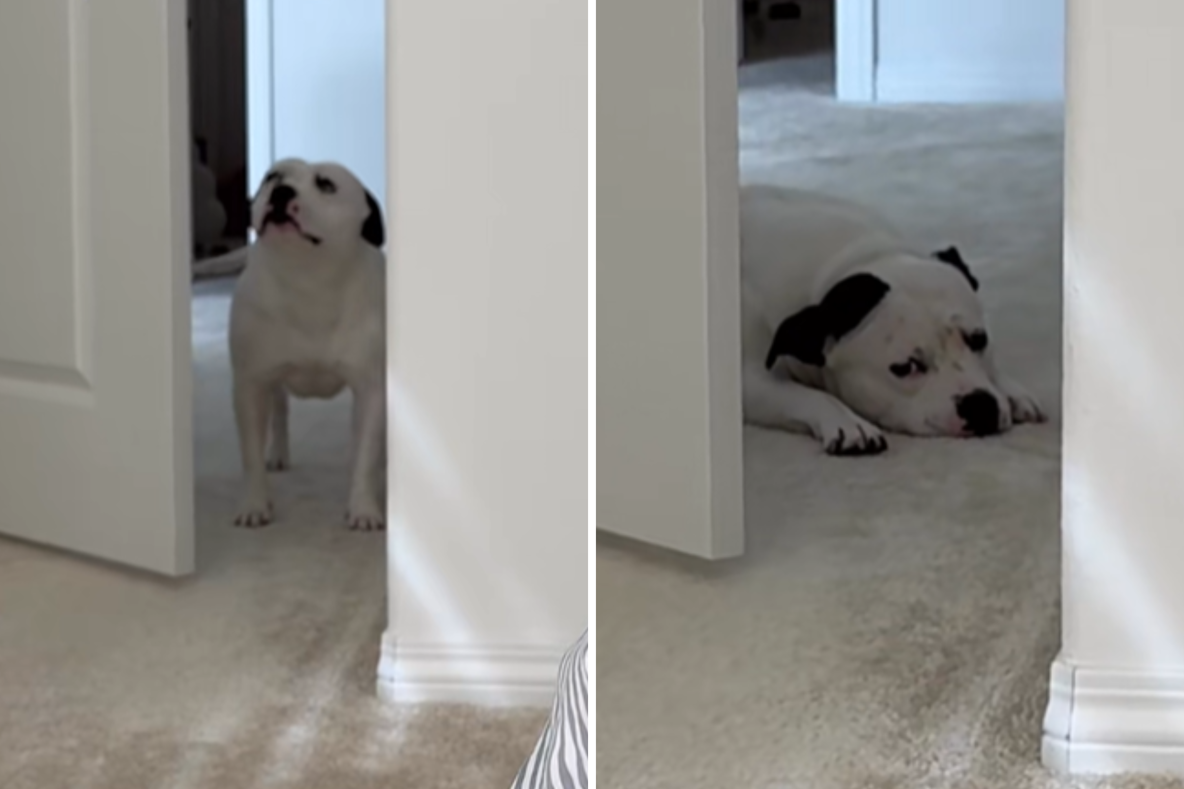 ‘Scared’ Rescue Dog Has To Build Up Courage To Enter Room—Why Melts Hearts