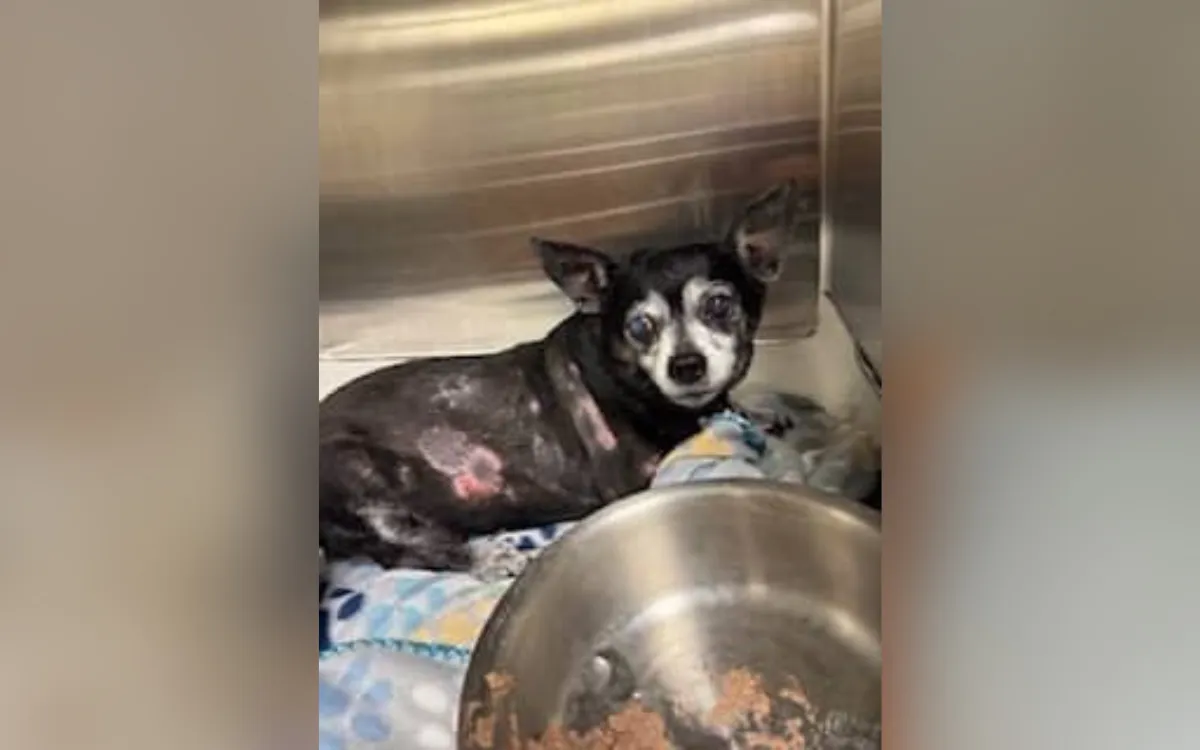 Coral when she was first rescued